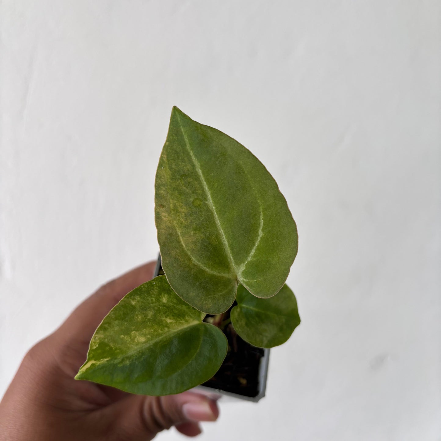 Anthurium Papillilaminum Pink x M x Purple BVIT — photo 2
