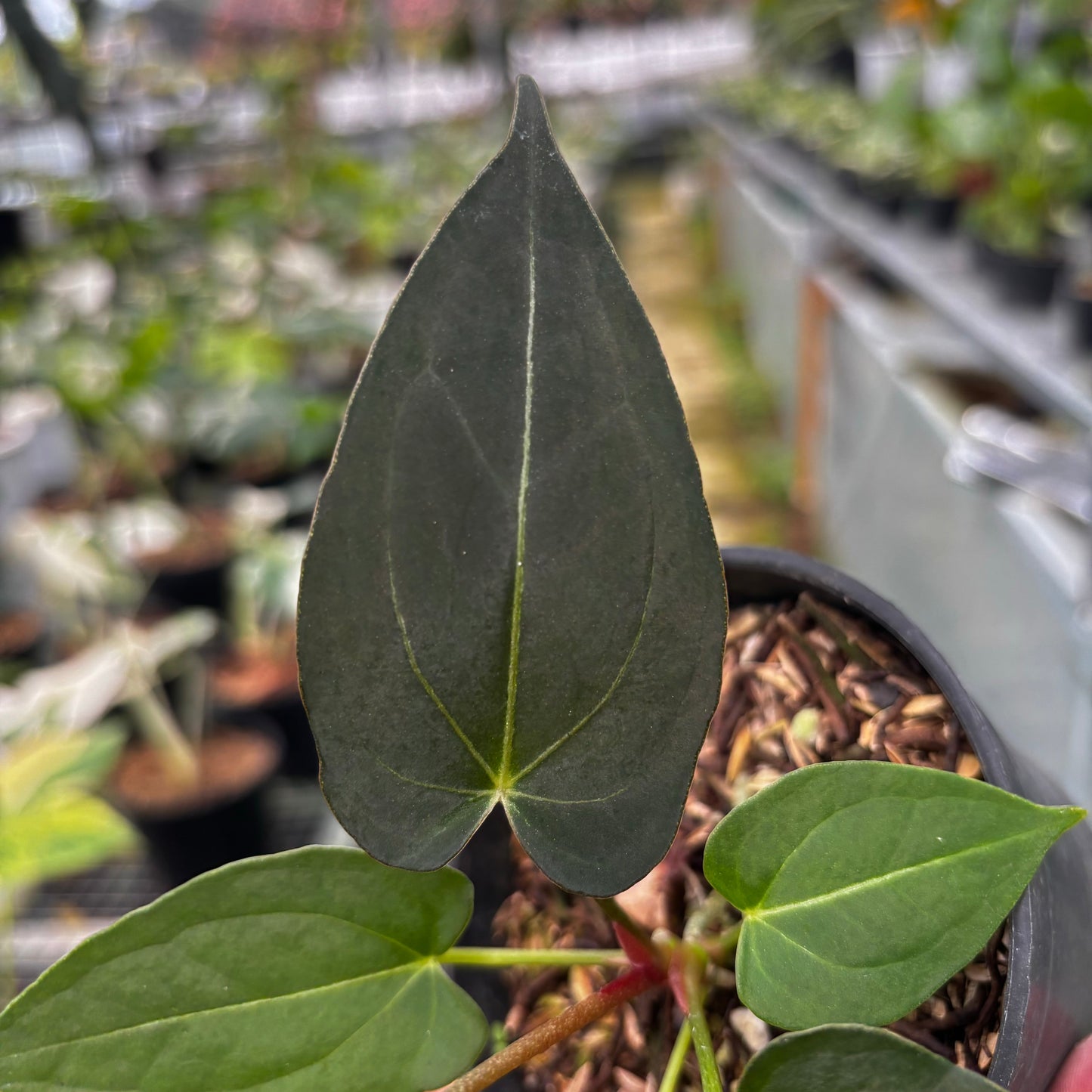 Anthurium Papillilaminum x Magnificum Seedling — photo 2