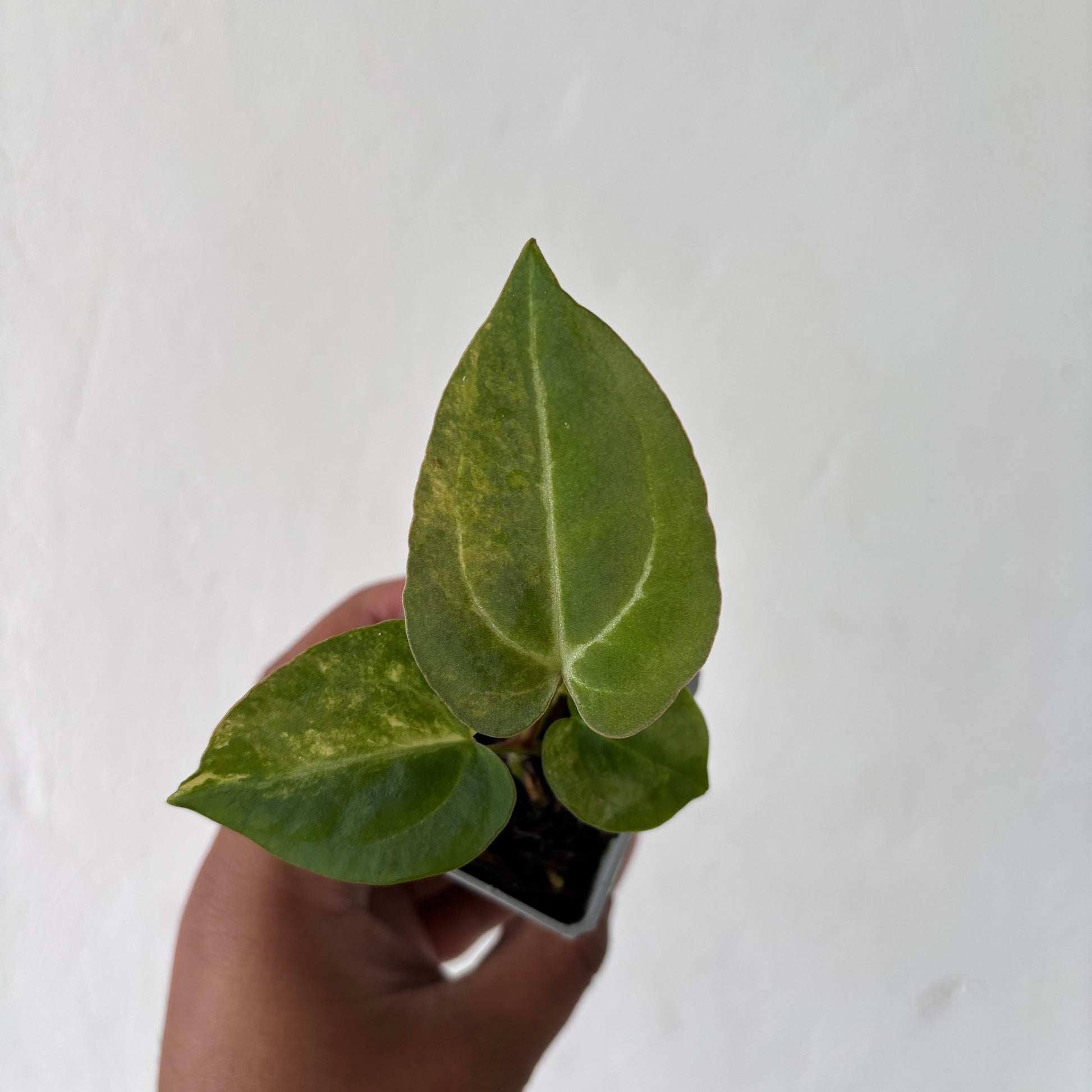 Anthurium Papillilaminum Pink x M x Purple BVIT — photo 3