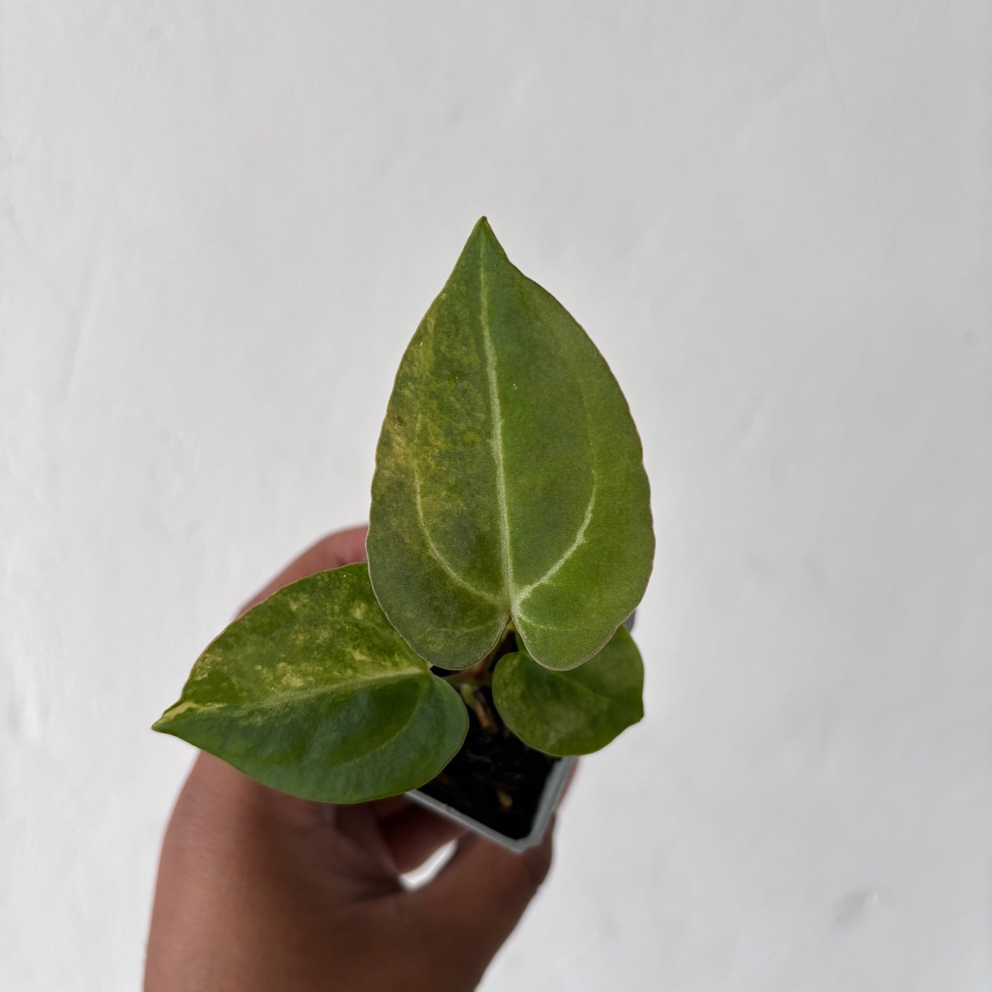 Anthurium Papilillaminum Pink x Michelle x Purple BVIT