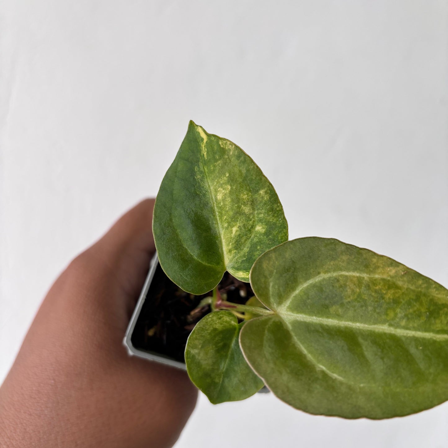 Anthurium Papilillaminum Pink x Michelle x Purple BVIT
