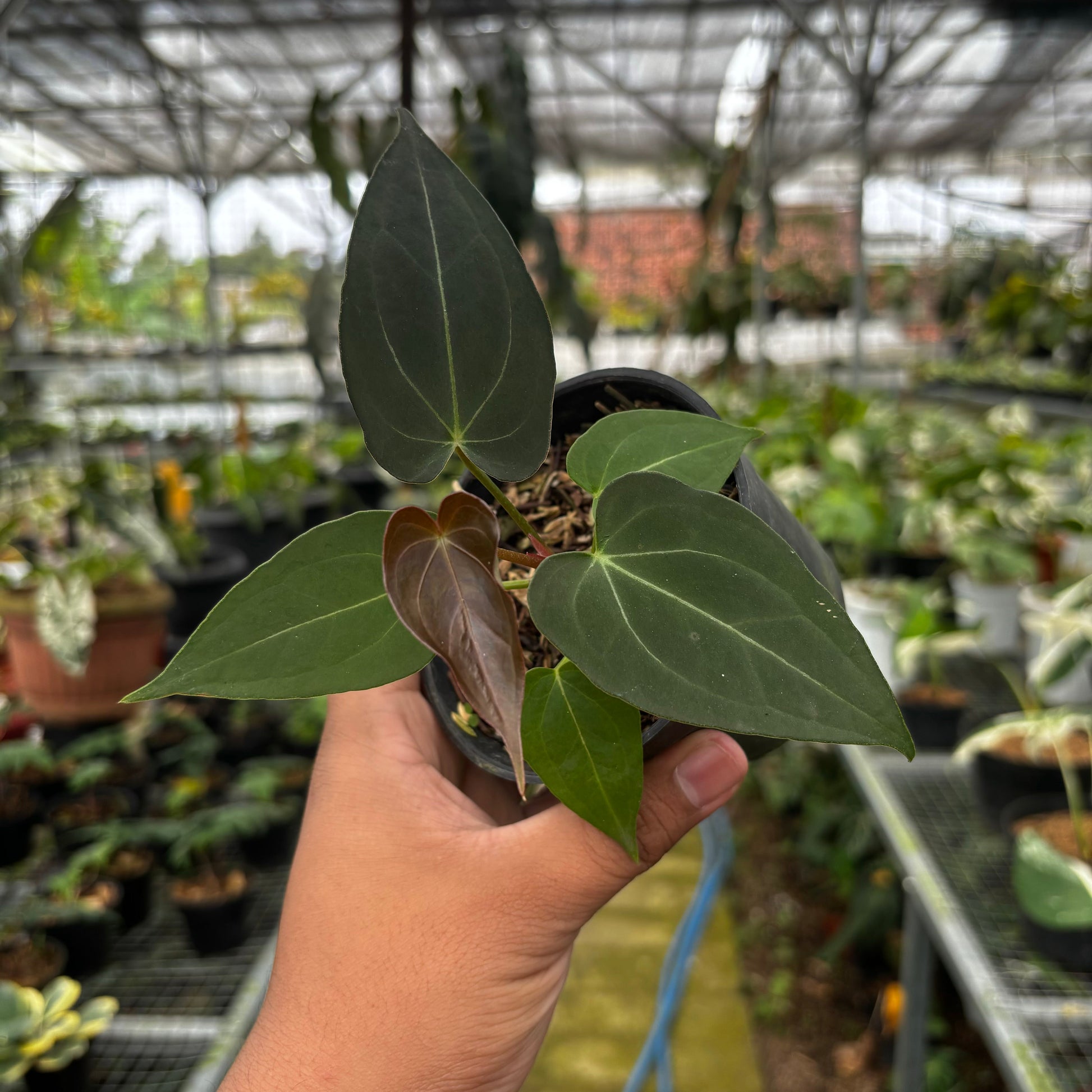 Anthurium Papillilaminum x Magnificum Seedling — rare Indonesian plant