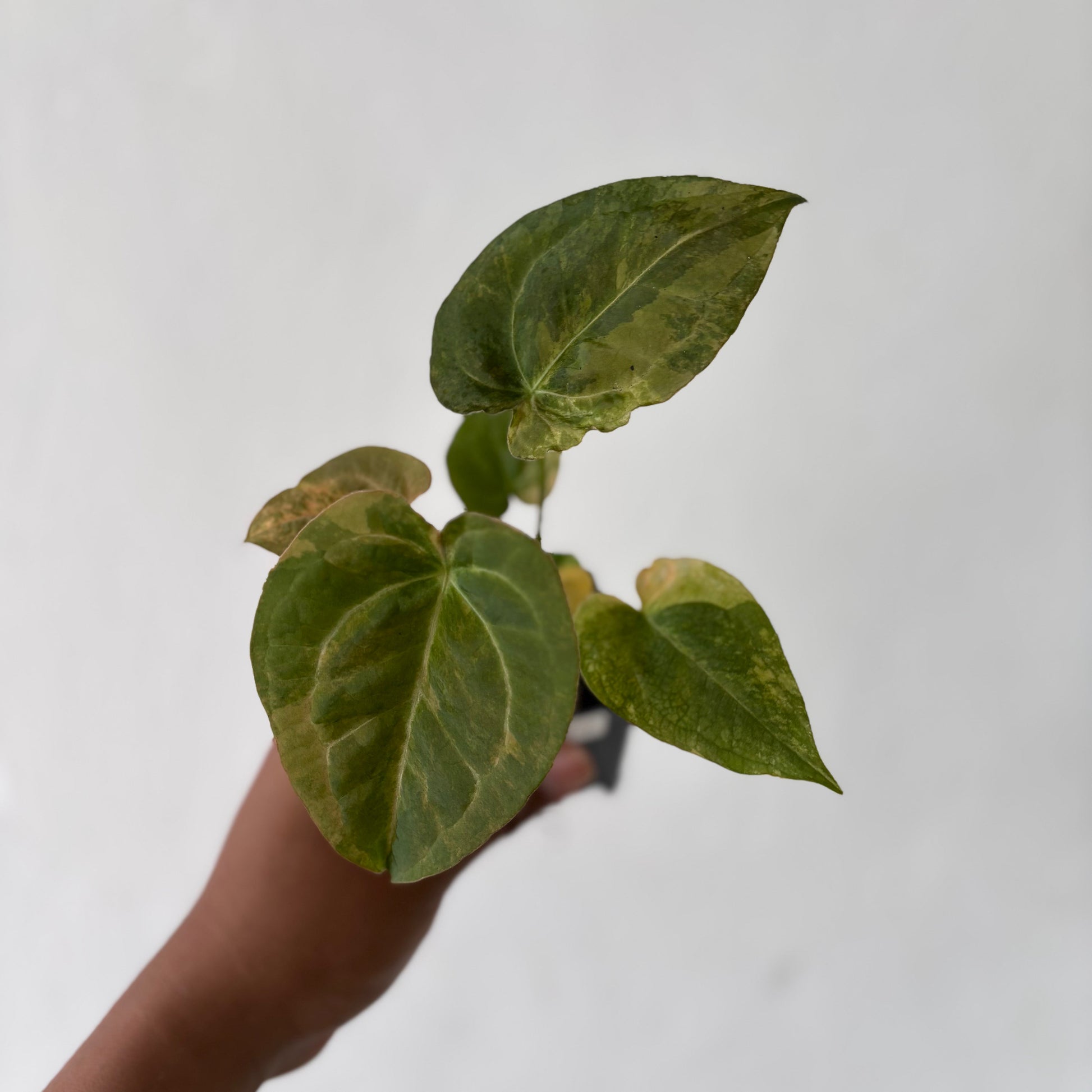Anthurium Red Devil Variegated - Indonesian Rare Plants