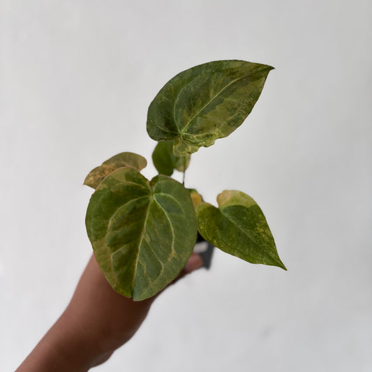 Anthurium Red Devil Variegated - Indonesian Rare Plants
