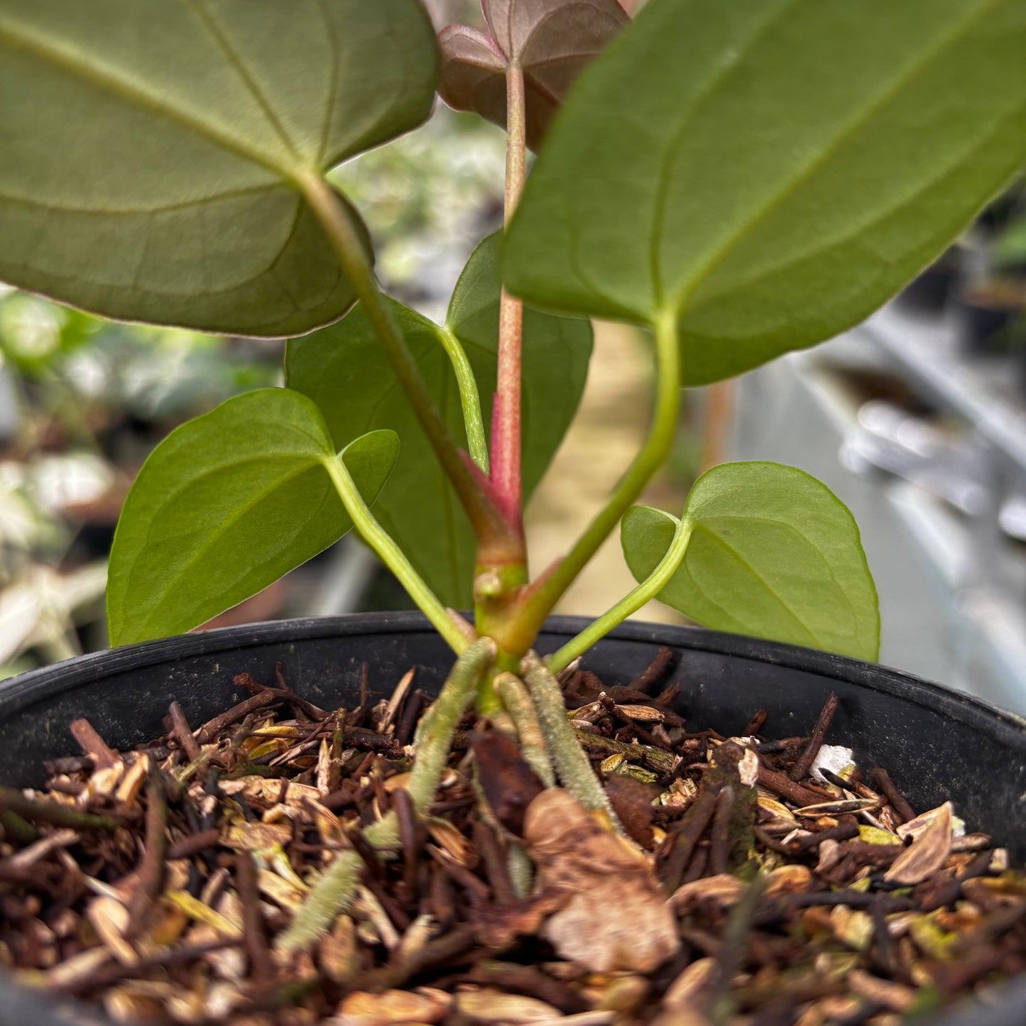 Anthurium Papillilaminum x Magnificum Seedling — photo 3