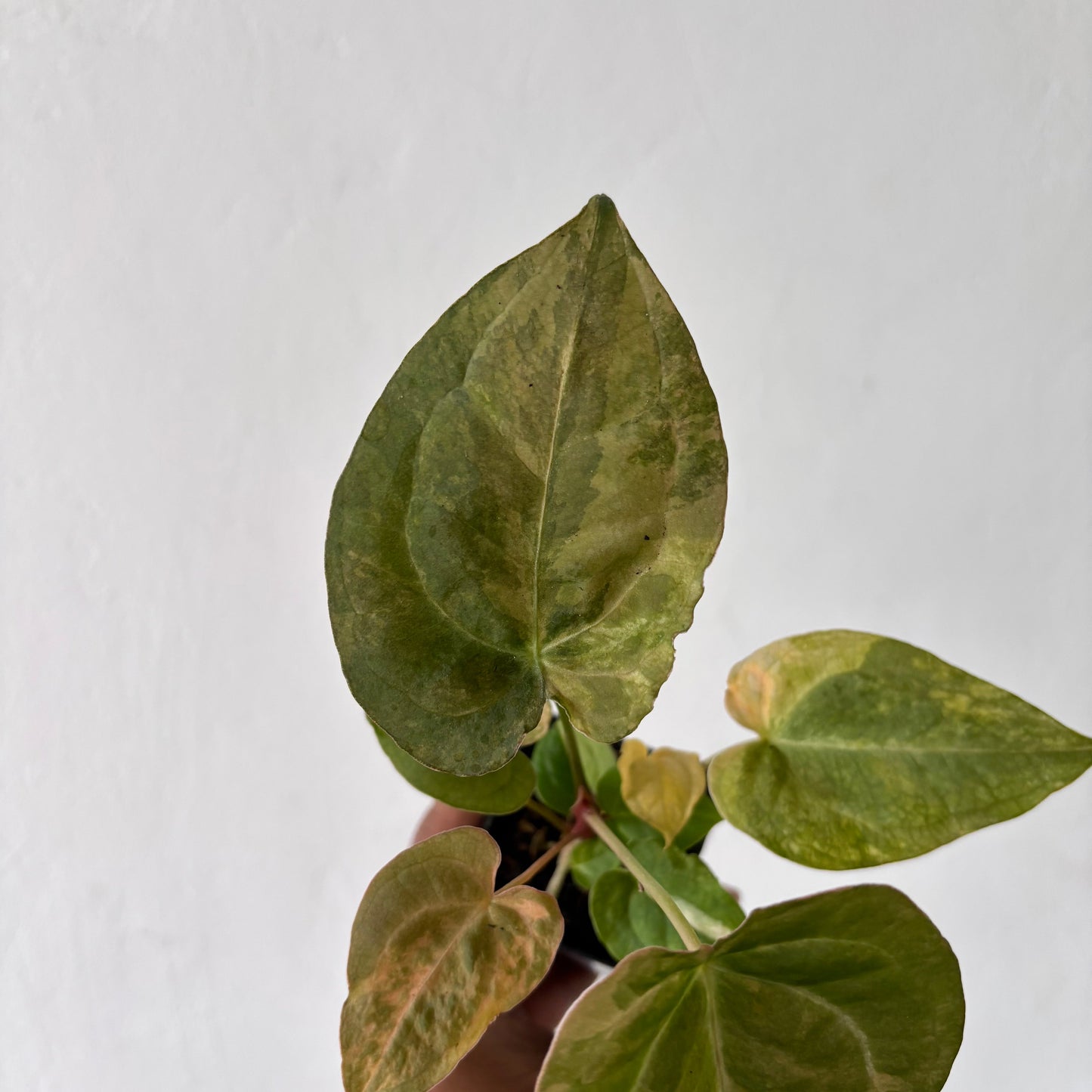 Anthurium Red Devil Variegated