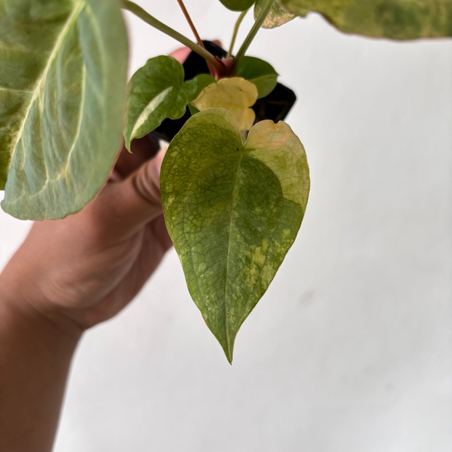 Anthurium Red Devil Variegated