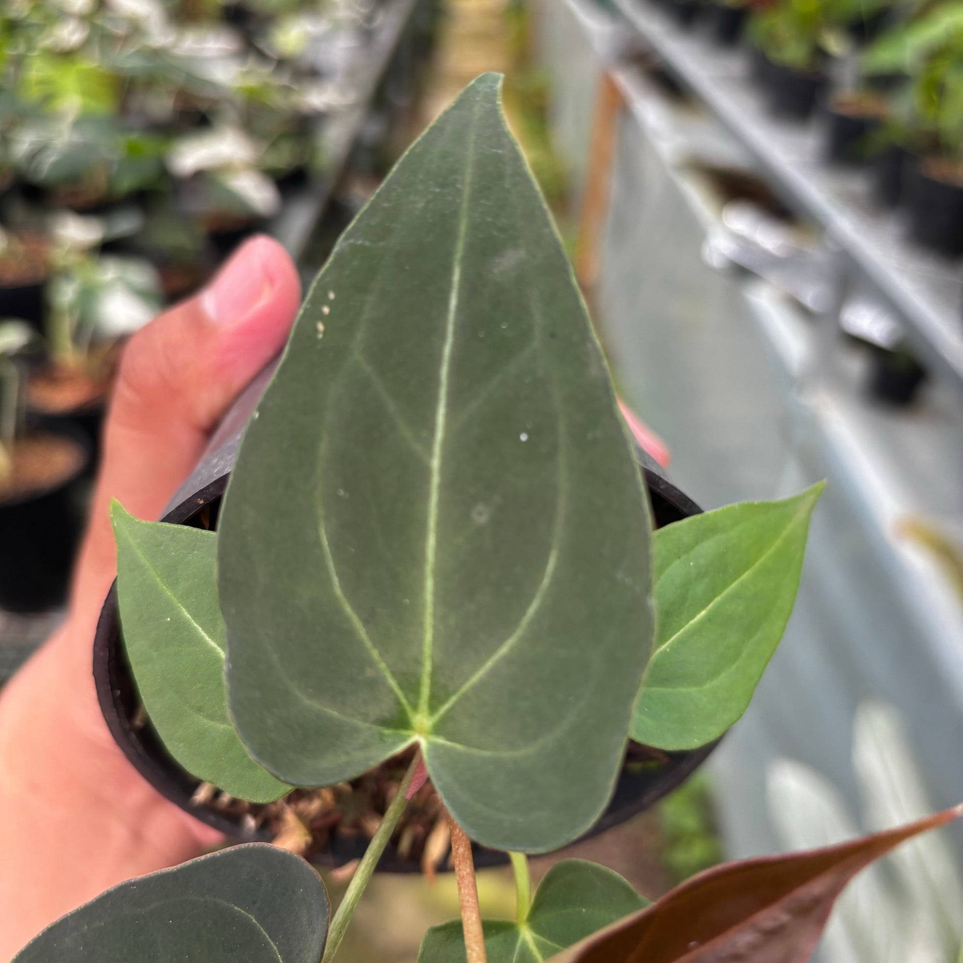 Anthurium Papillilaminum x Magnificum Seedling — photo 4