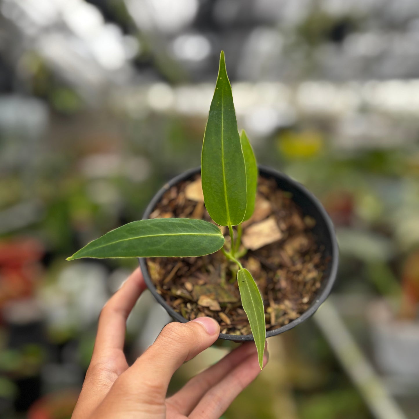 Anthurium Warocqueanum Seedling - Indonesian Rare Plants