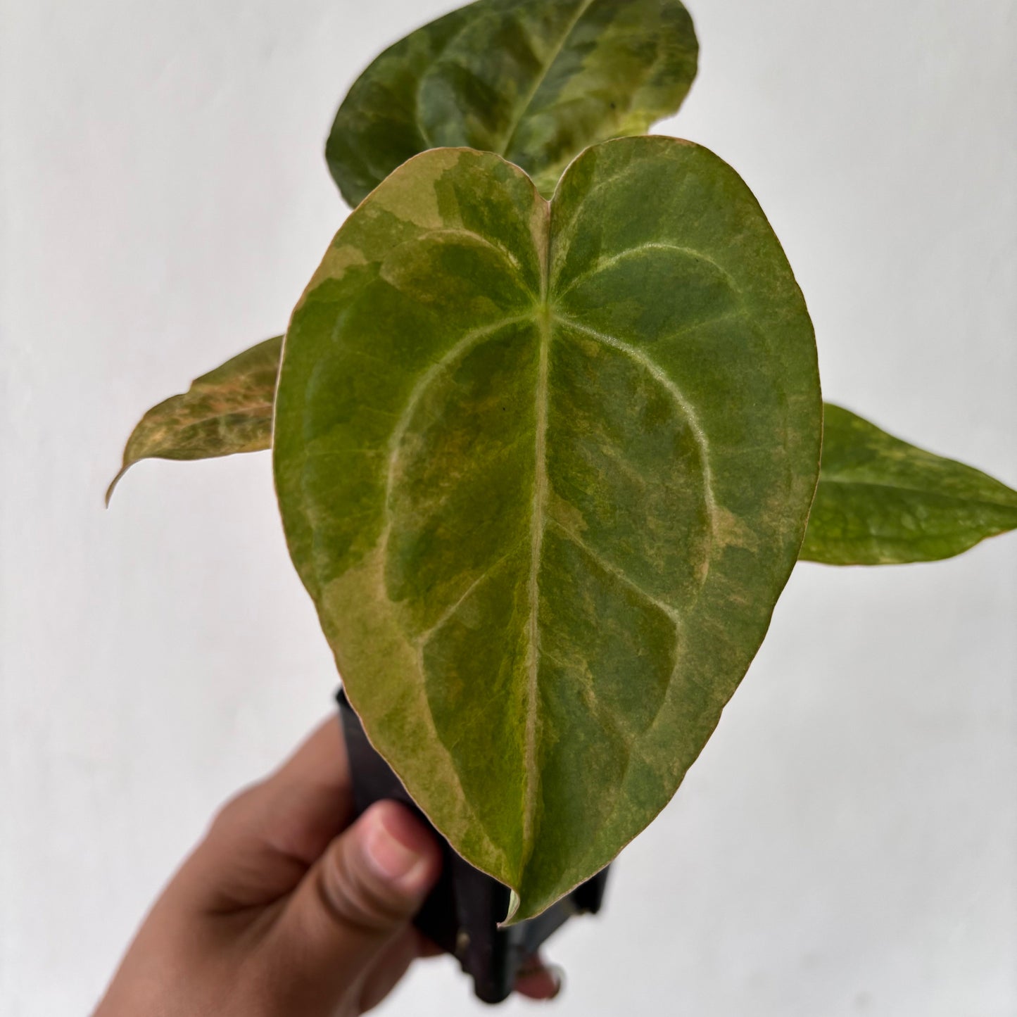 Anthurium Red Devil Variegated