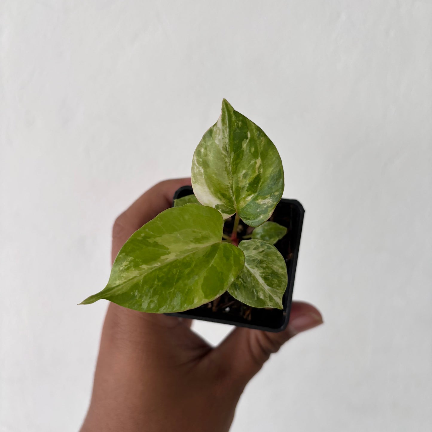 Anthurium Night Queen x Zara Michelle Variegated