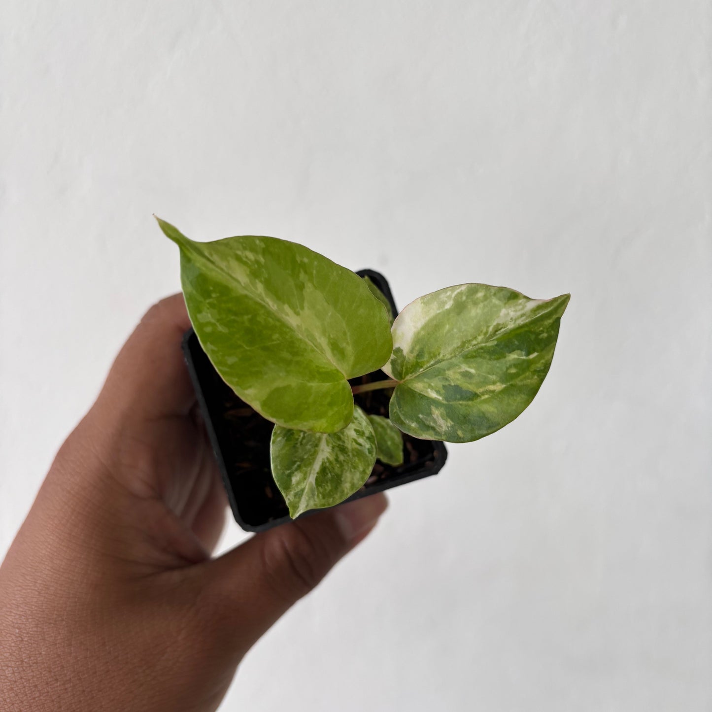 Anthurium Night Queen x Zara Michelle Variegated