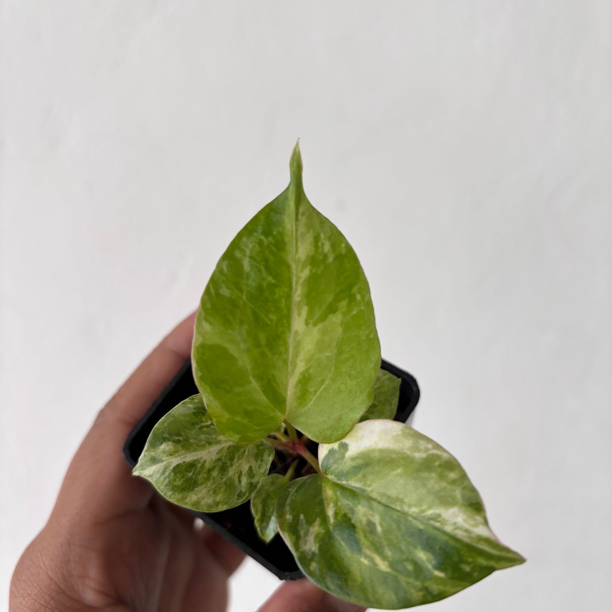 Anthurium Night Queen x Zara Michelle Variegated - Indonesian Rare Plants