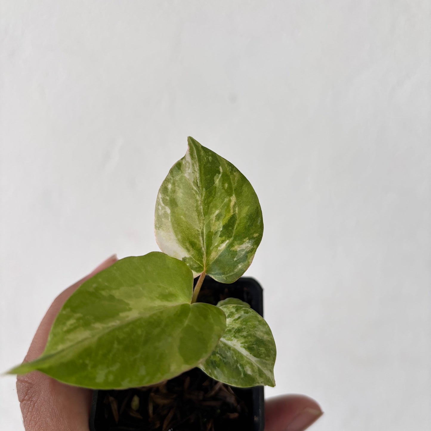 Anthurium Night Queen x Zara Michelle Variegated