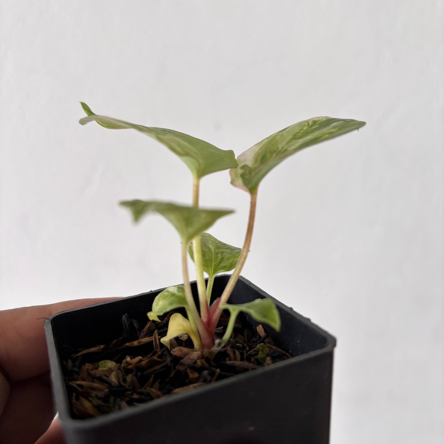 Anthurium Night Queen x Zara Michelle Variegated