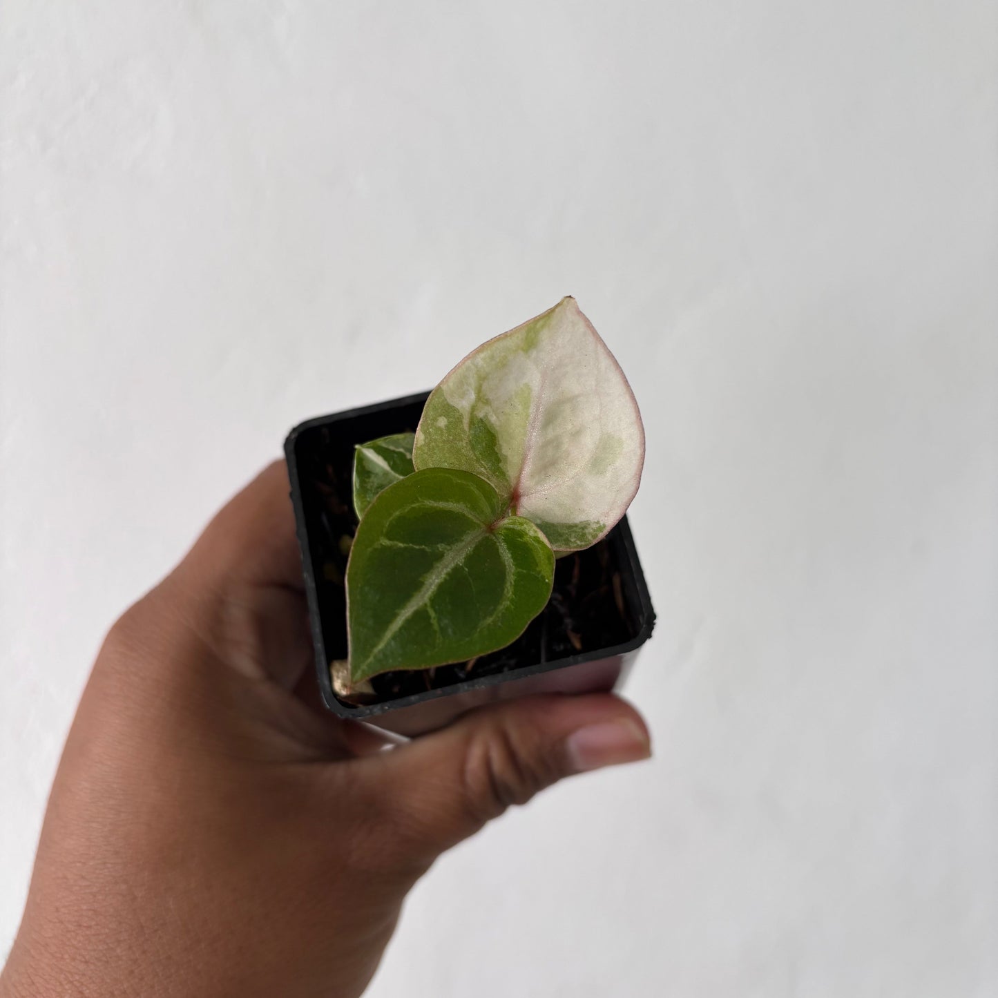 Anthurium Tortoise King Variegated