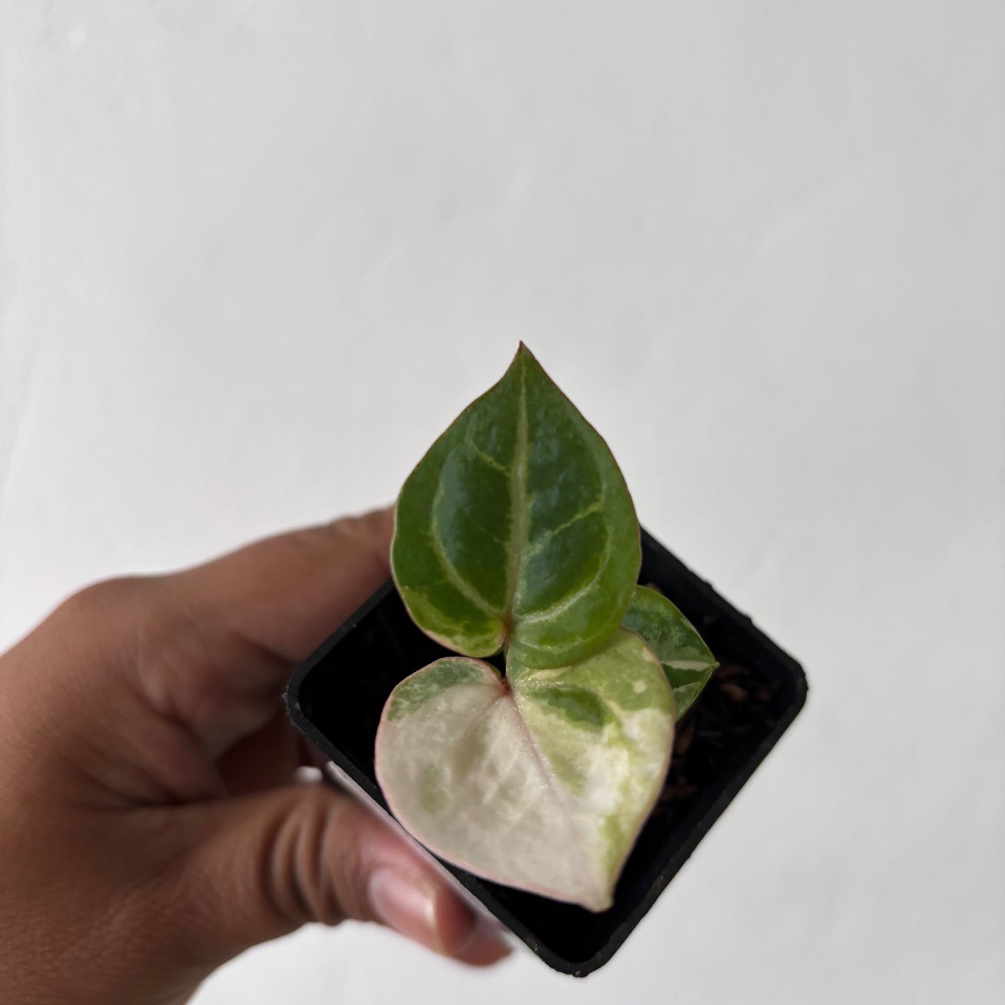 Anthurium Tortoise King Variegated - Indonesian Rare Plants
