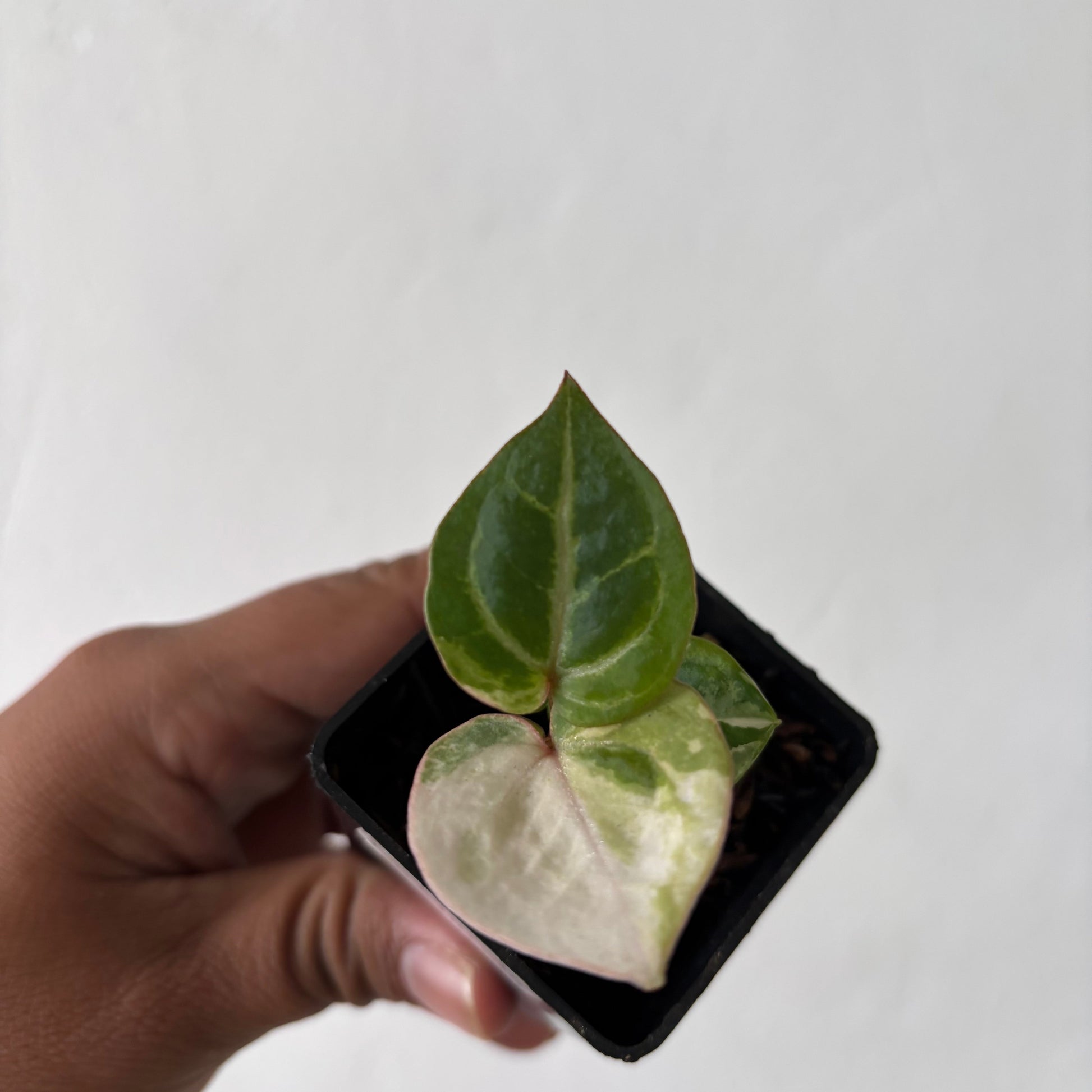 Anthurium Tortoise King Variegated - Indonesian Rare Plants