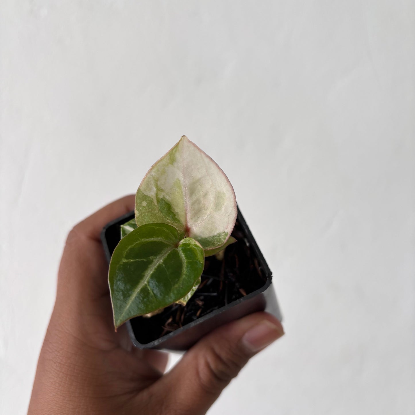 Anthurium Tortoise King Variegated