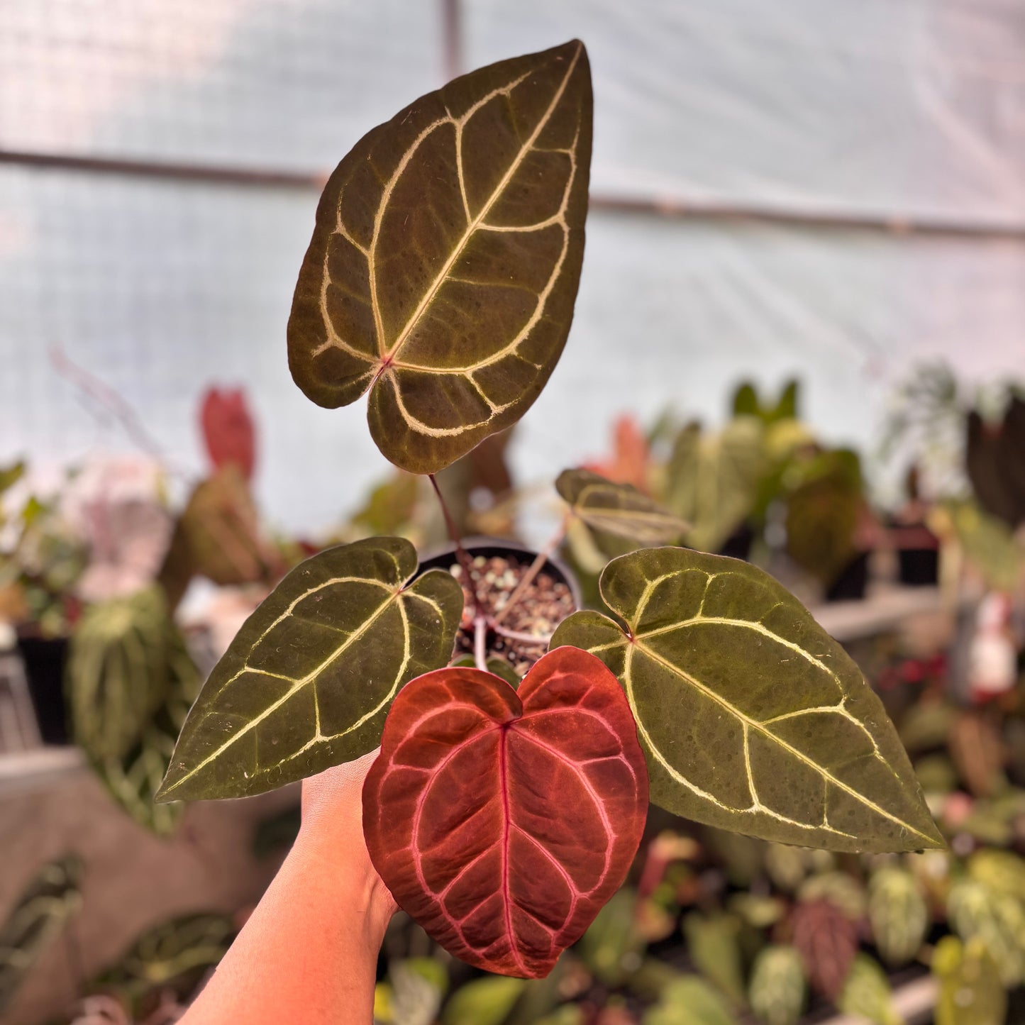 Anthurium Michelle Variegated x Michelle Red Velvet Cake Big Size - Indonesian Rare Plants