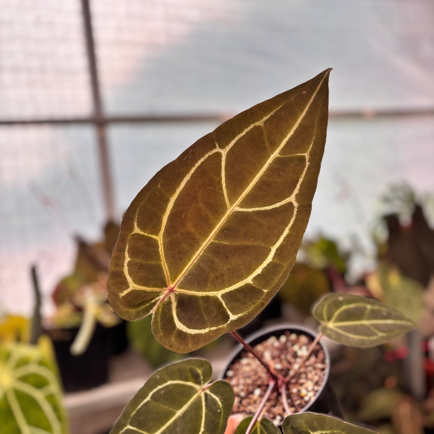 Anthurium Michelle Variegated x Michelle Red Velvet Cake Big Size