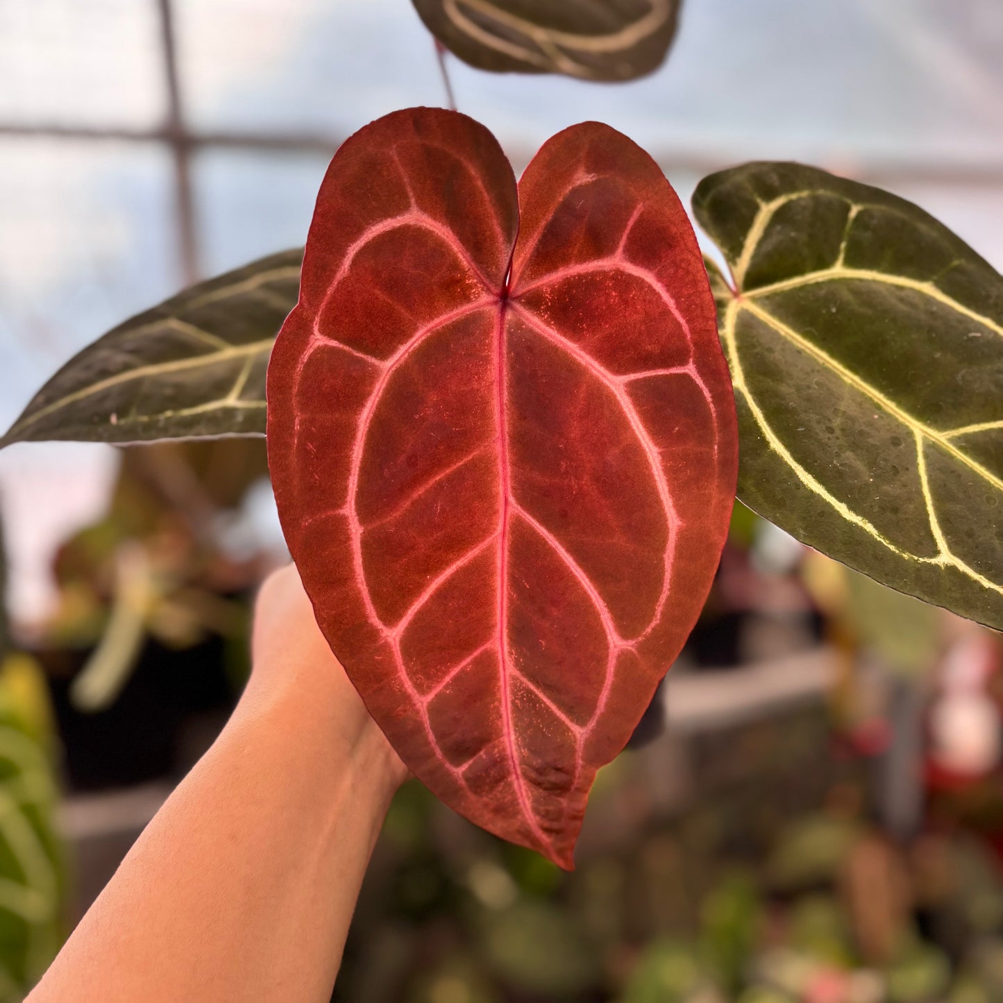 Anthurium Michelle Variegated x Michelle Red Velvet Cake Big Size