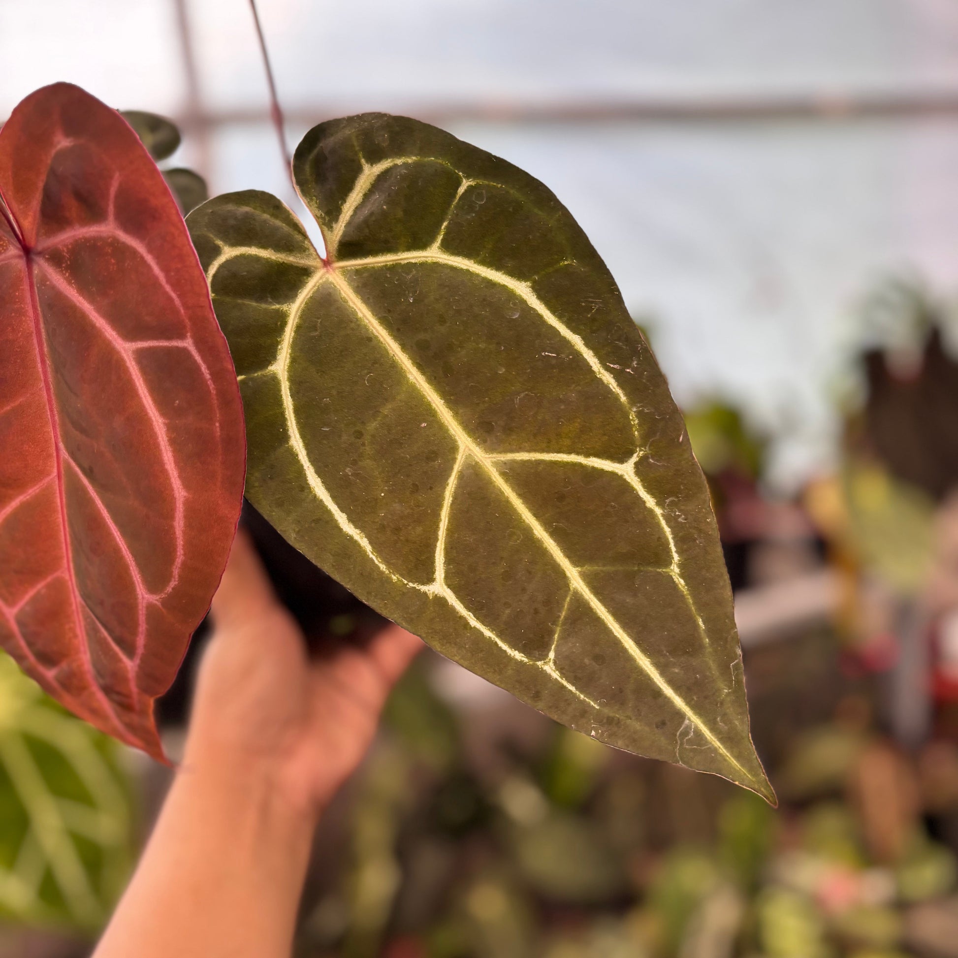 Anthurium Michelle Variegated x Michelle Red Velvel Cake Big Size — photo 4
