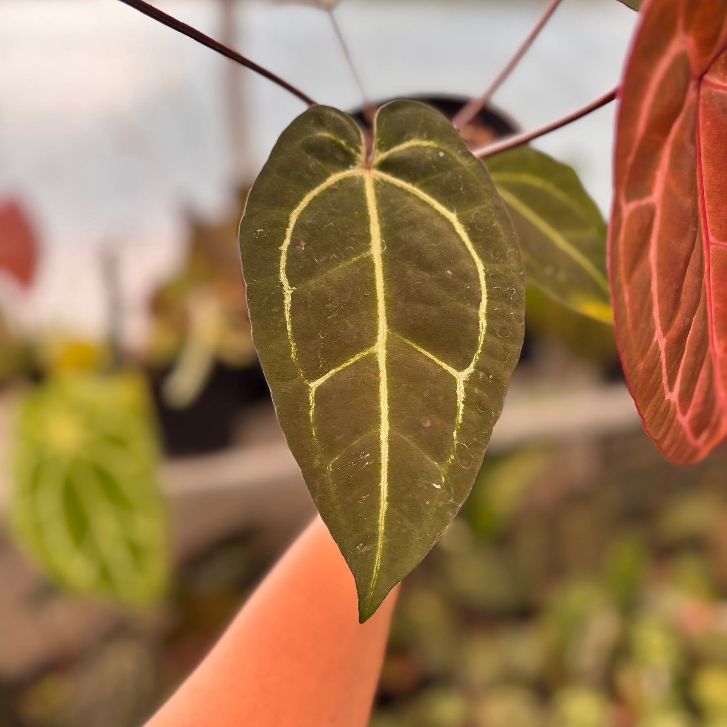 Anthurium Michelle Variegated x Michelle Red Velvet Cake Big Size