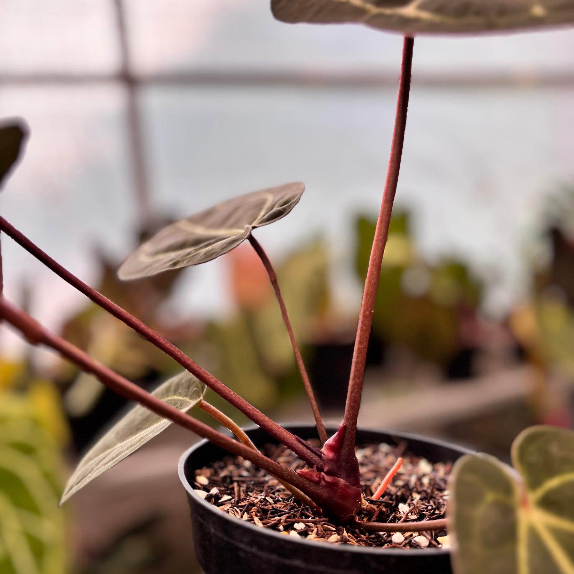 Anthurium Michelle Variegated x Michelle Red Velvel Cake Big Size — photo 6
