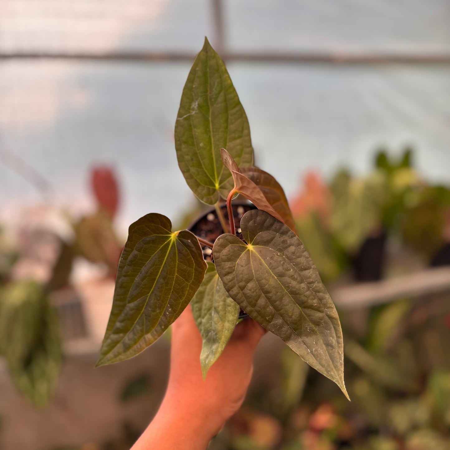 Anthurium Fortsherman x Luxurian - Indonesian Rare Plants
