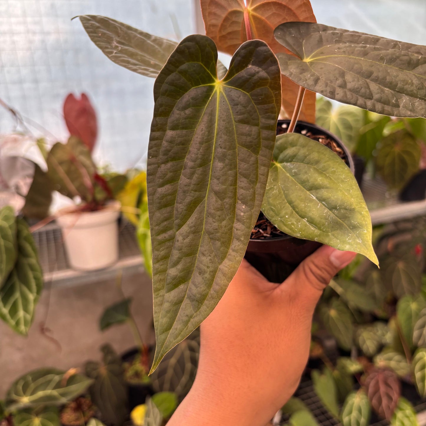 Anthurium Fortsherman x Luxurian