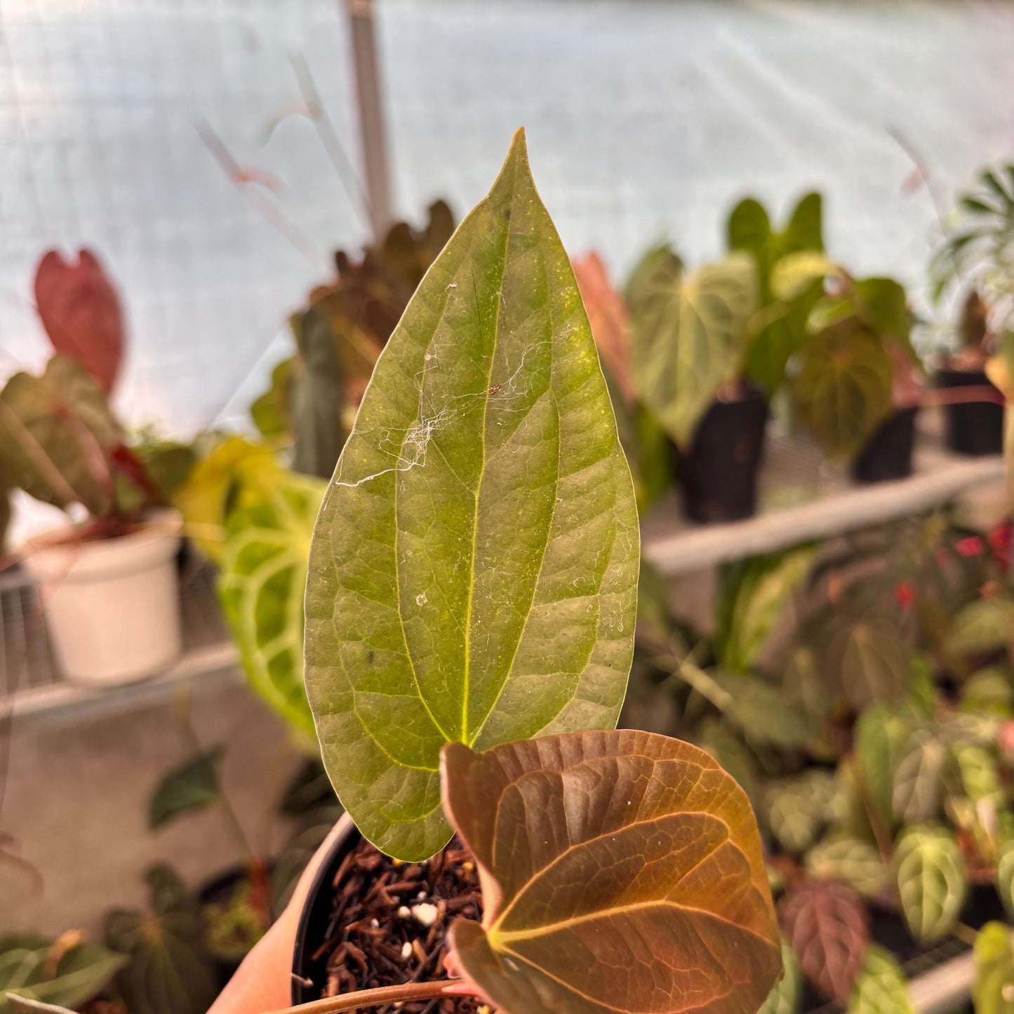 Anthurium Fortsherman x Luxurian