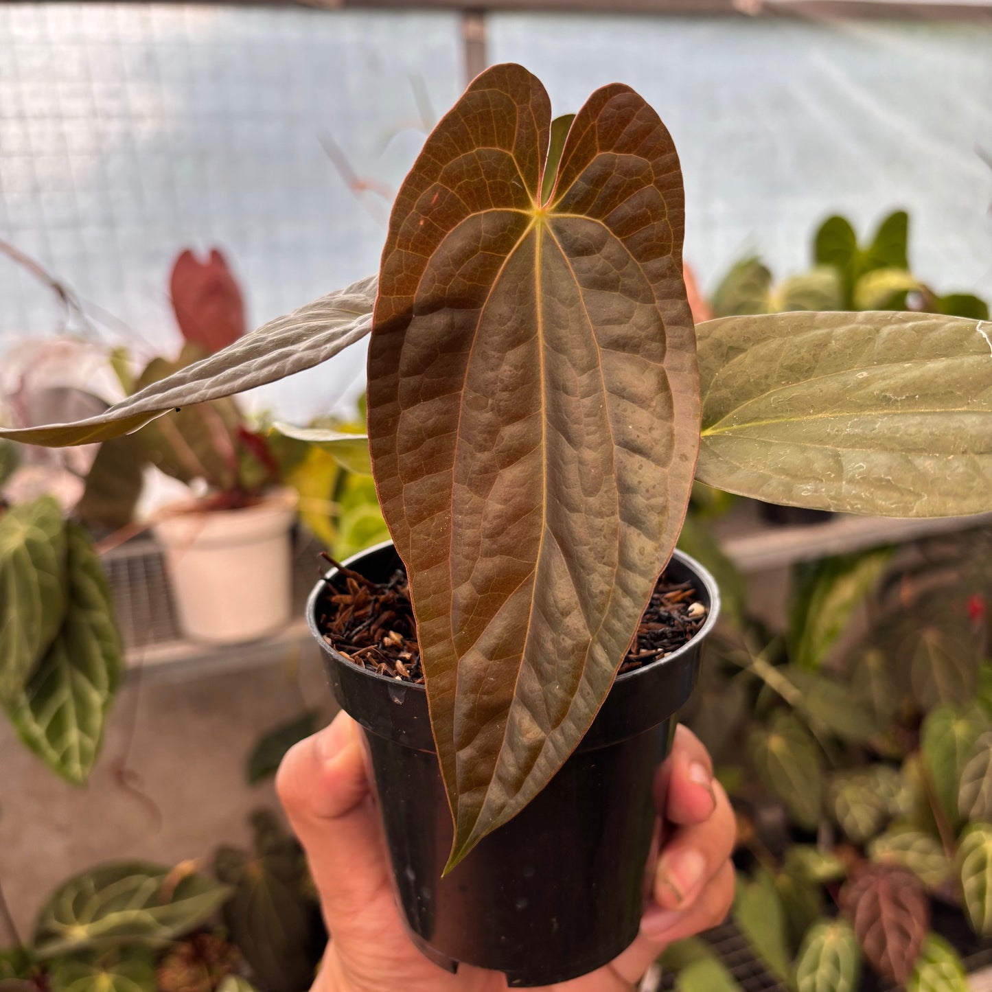 Anthurium FS x Luxu — photo 4