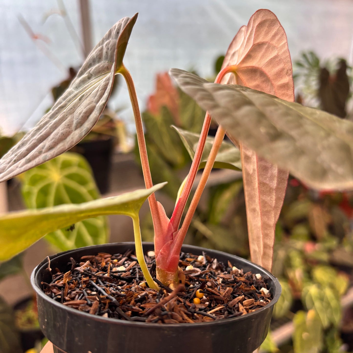 Anthurium Fortsherman x Luxurian