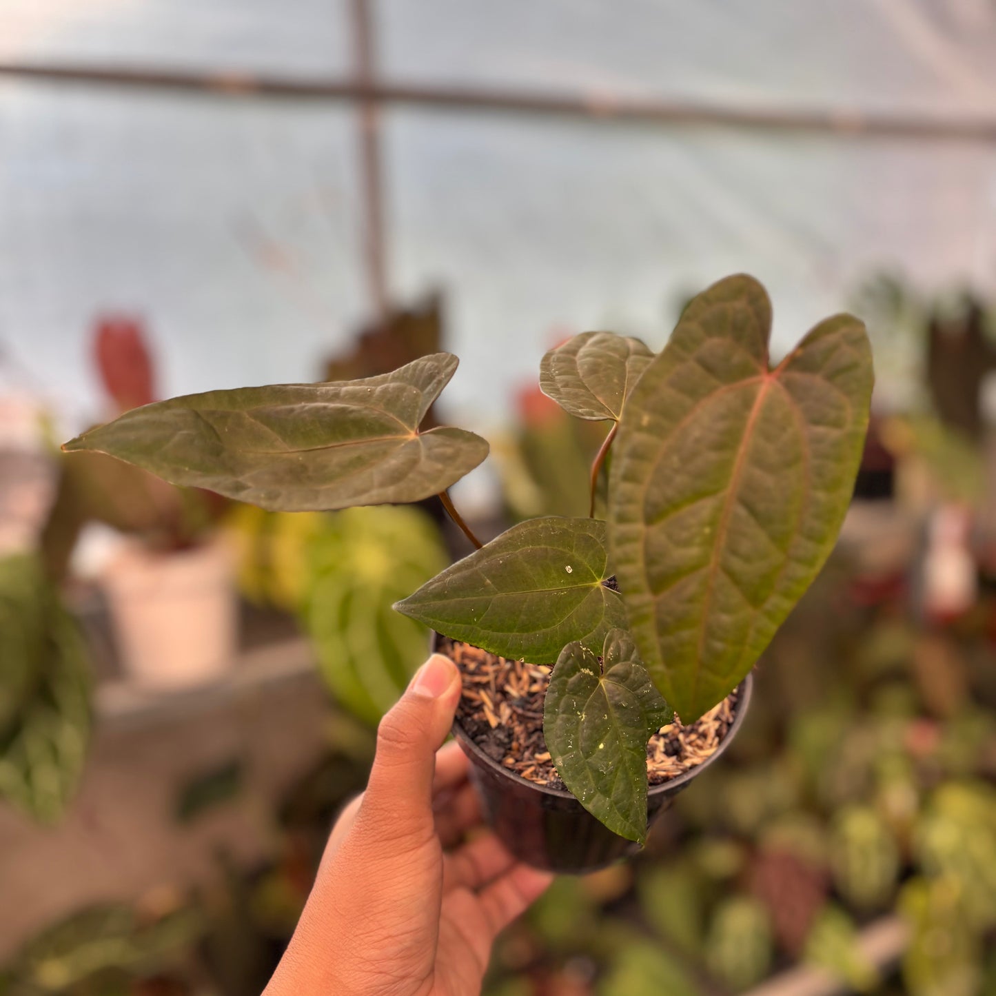 Anthurium RVDP x Black Muschele