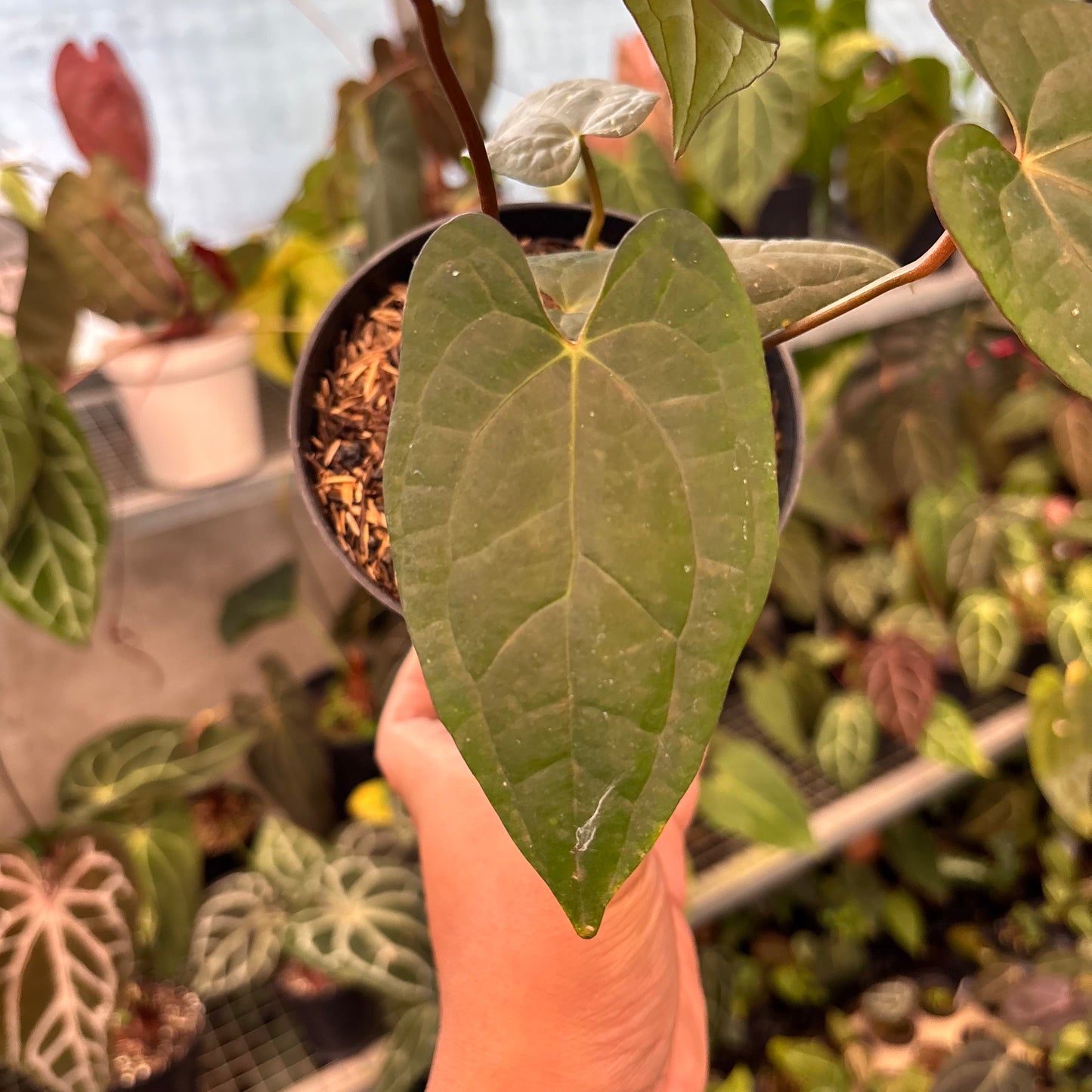 Anthurium RVDP x Black Muschele