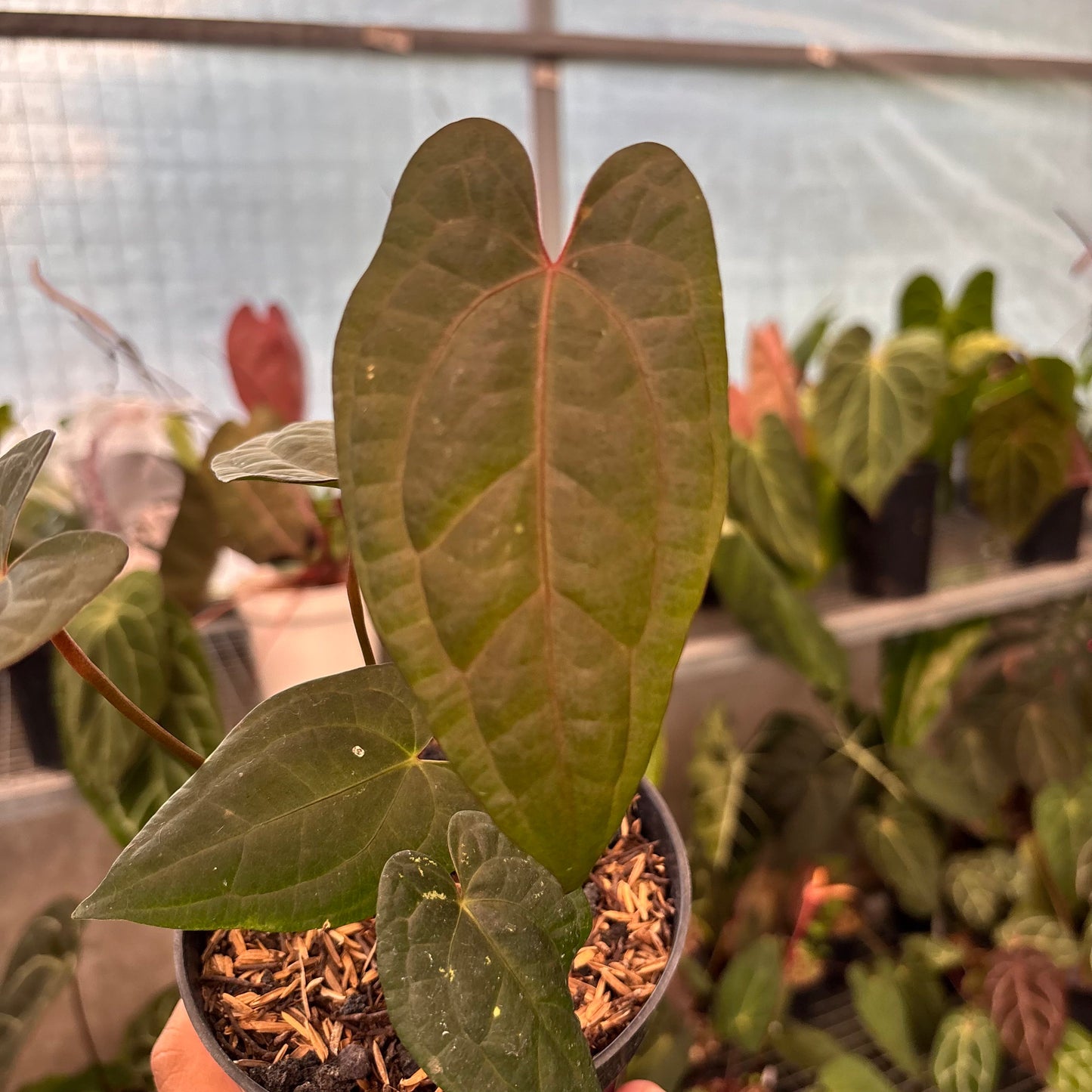 Anthurium RVDP x Black Muschele