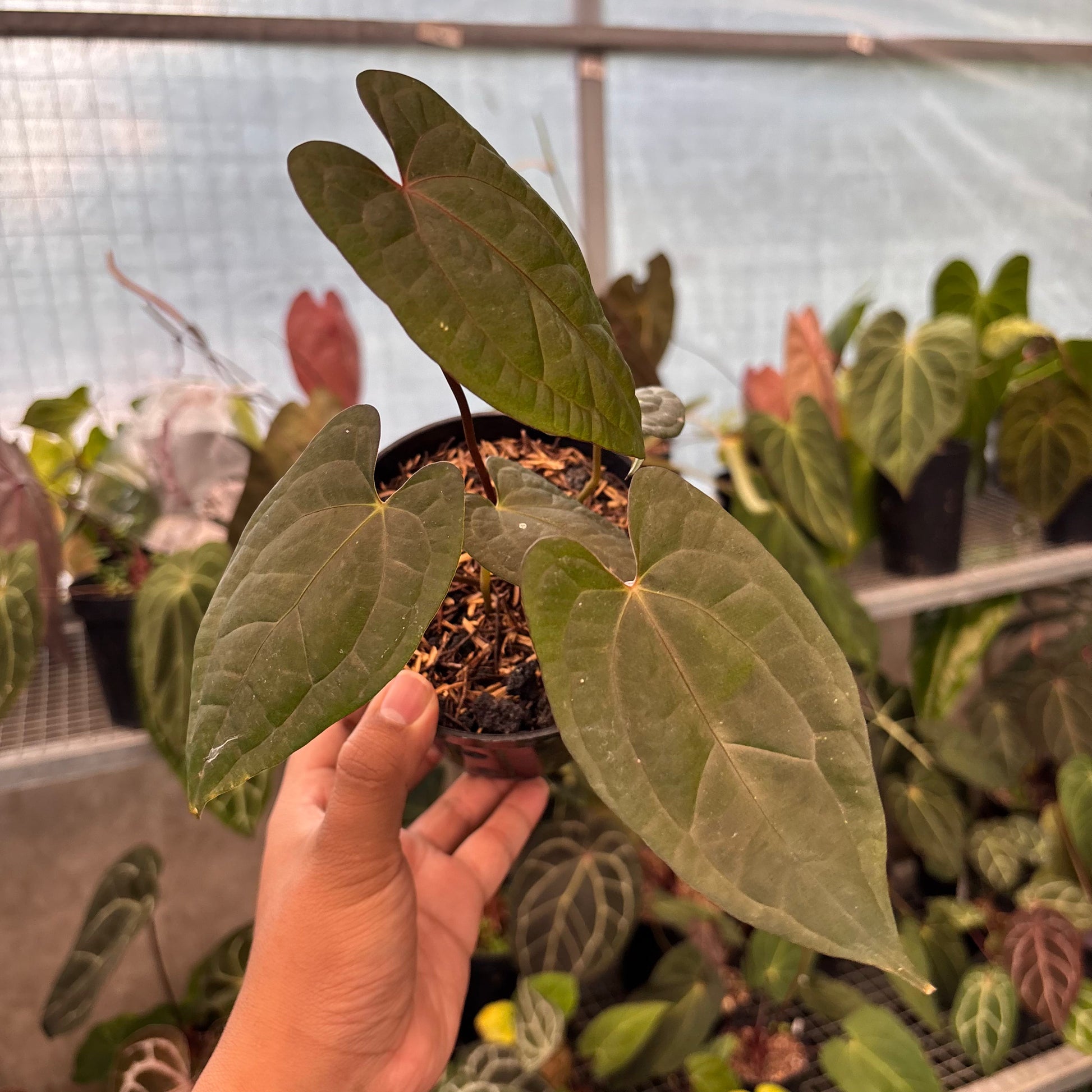 Anthurium RVDP x Black Muschele - Indonesian Rare Plants