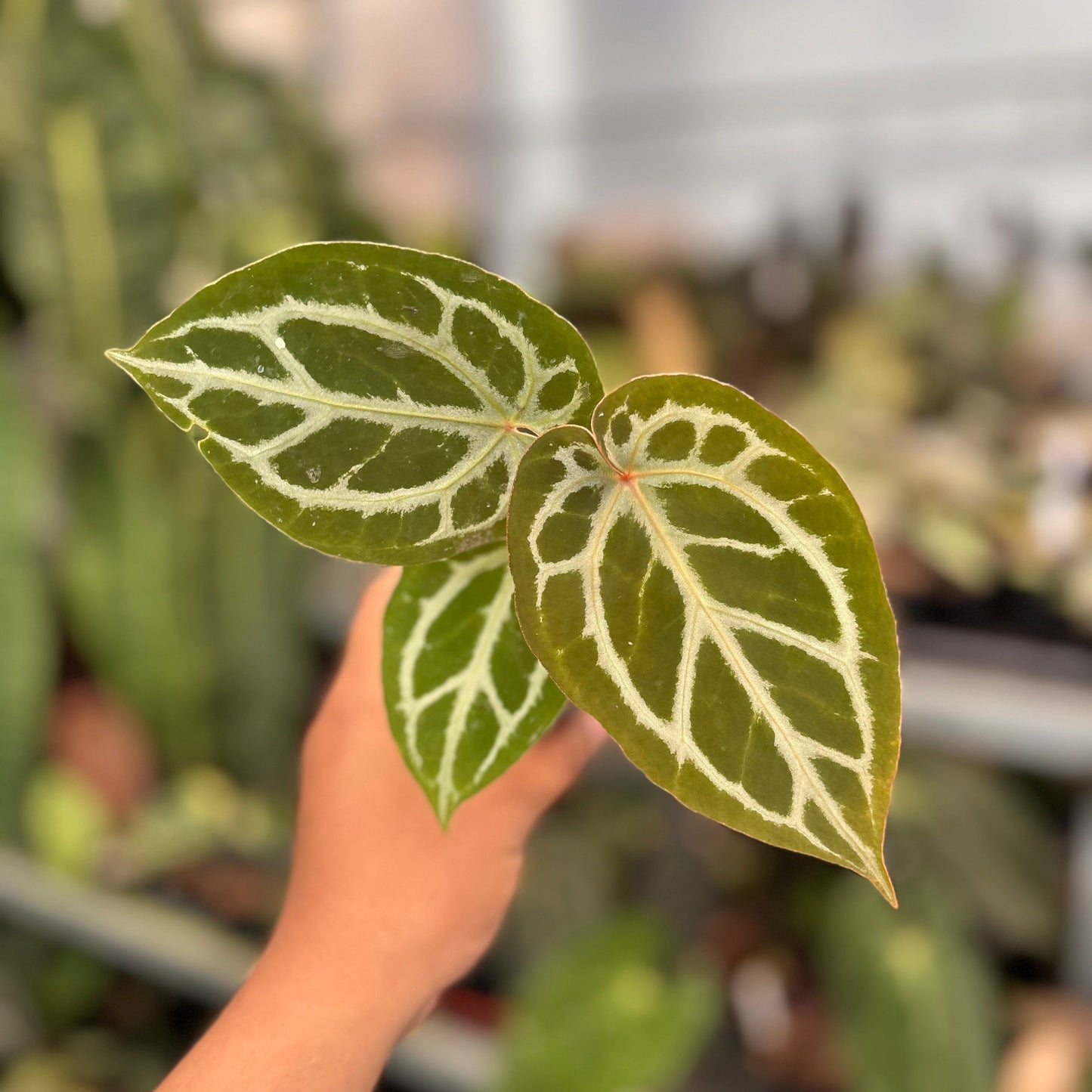 Anthurium Silver KOS x Michelle - Indonesian Rare Plants