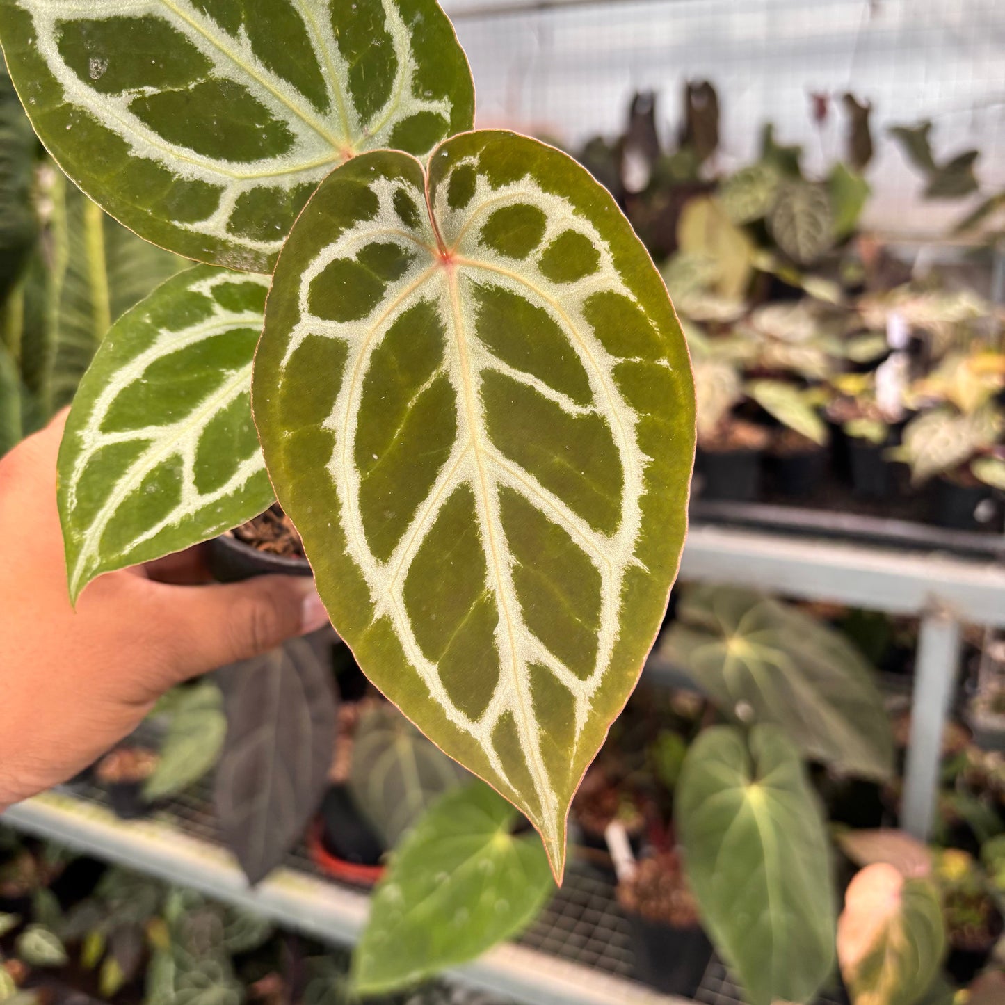 Anthurium Silver KOS x Michelle