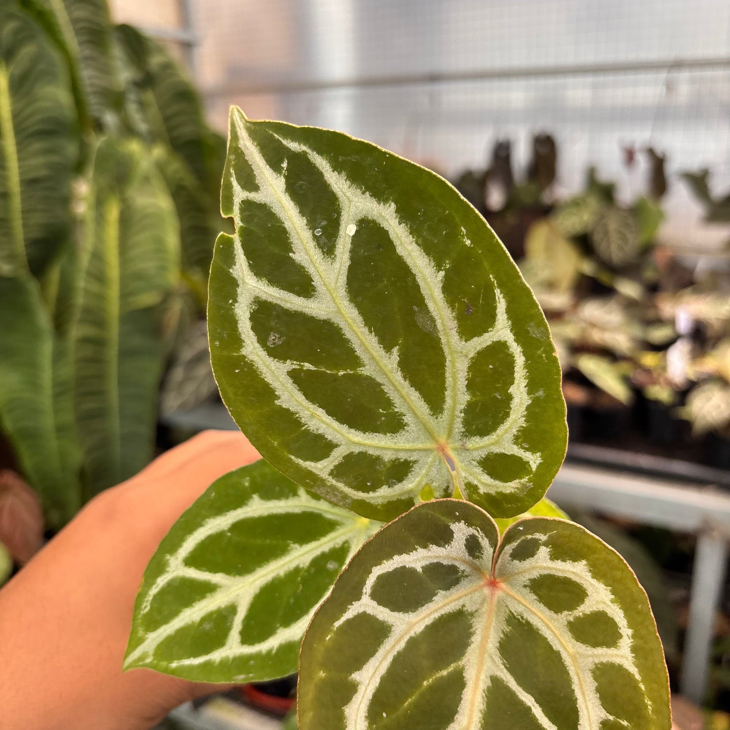 Anthurium Silver KOS x Michelle