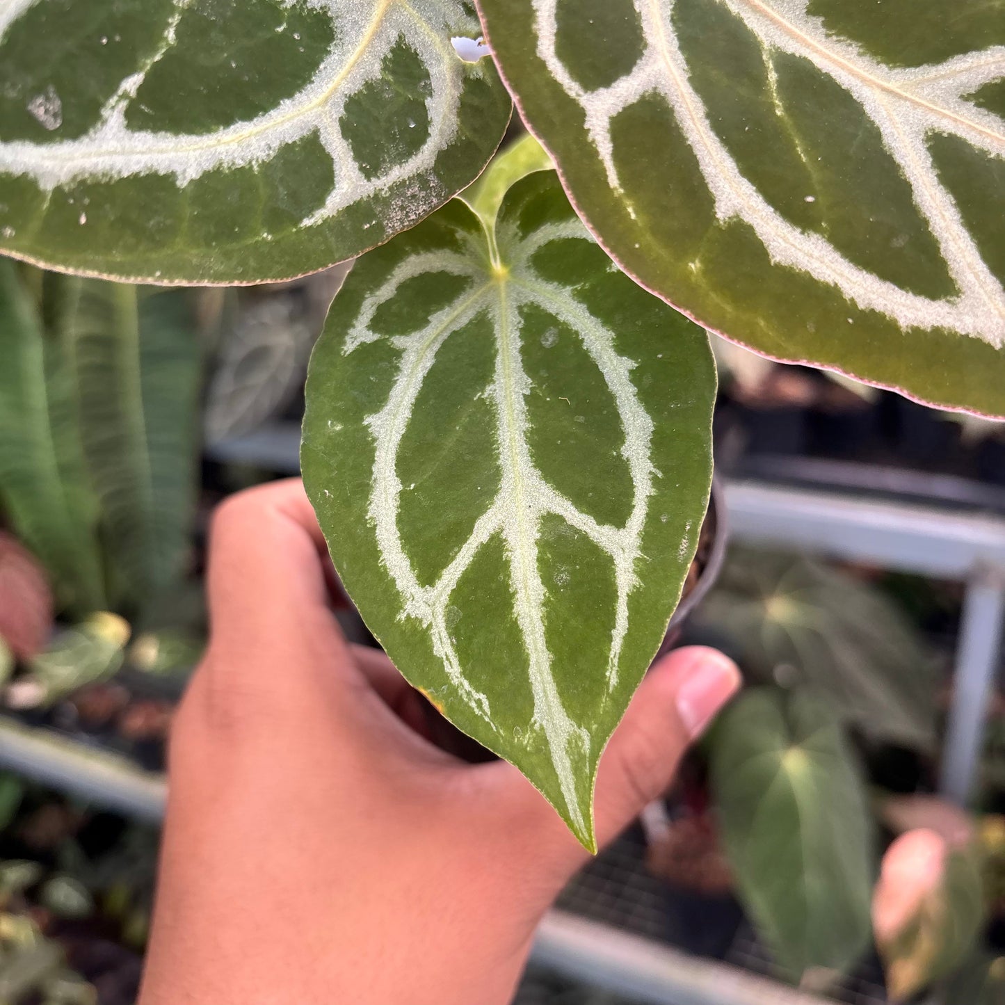 Anthurium Silver KOS x Michelle