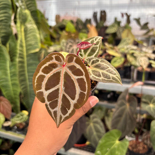 Anthurium Wonderboy - Indonesian Rare Plants