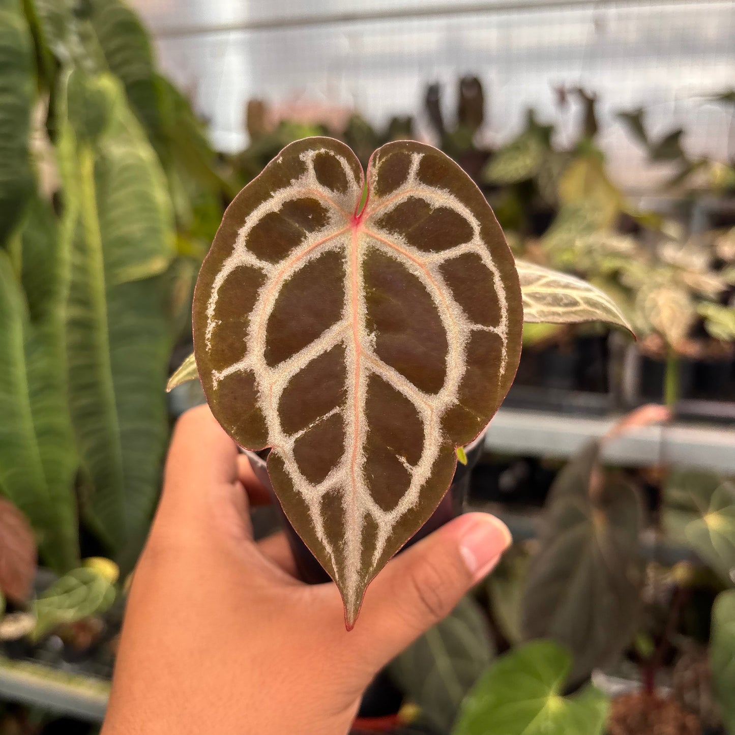 Anthurium Wonderboy