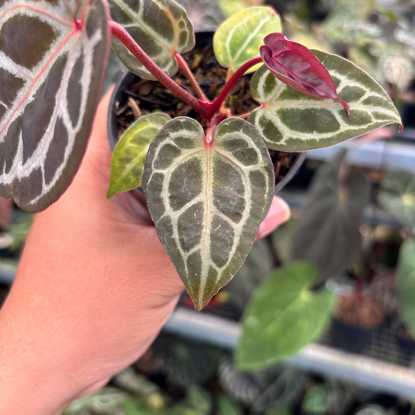 Anthurium Wonderboy