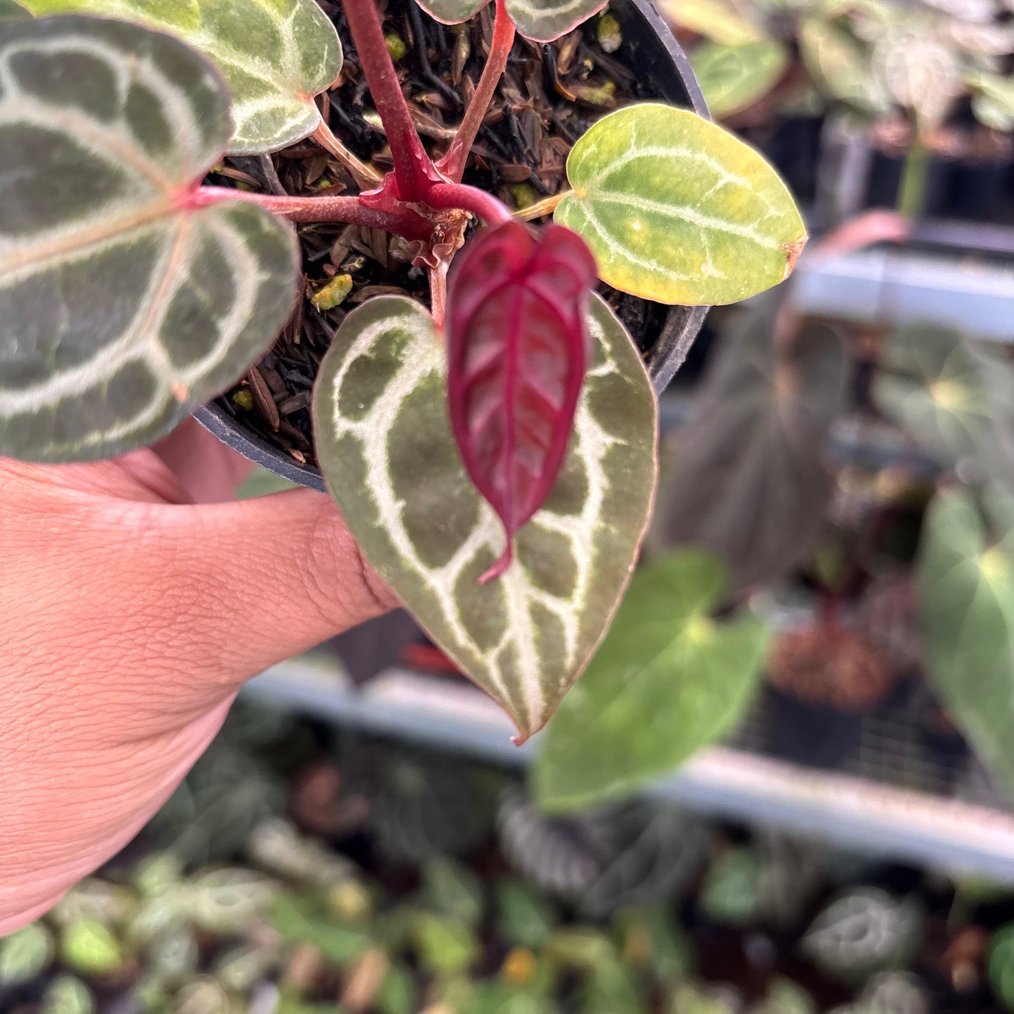 Anthurium Wonderboy