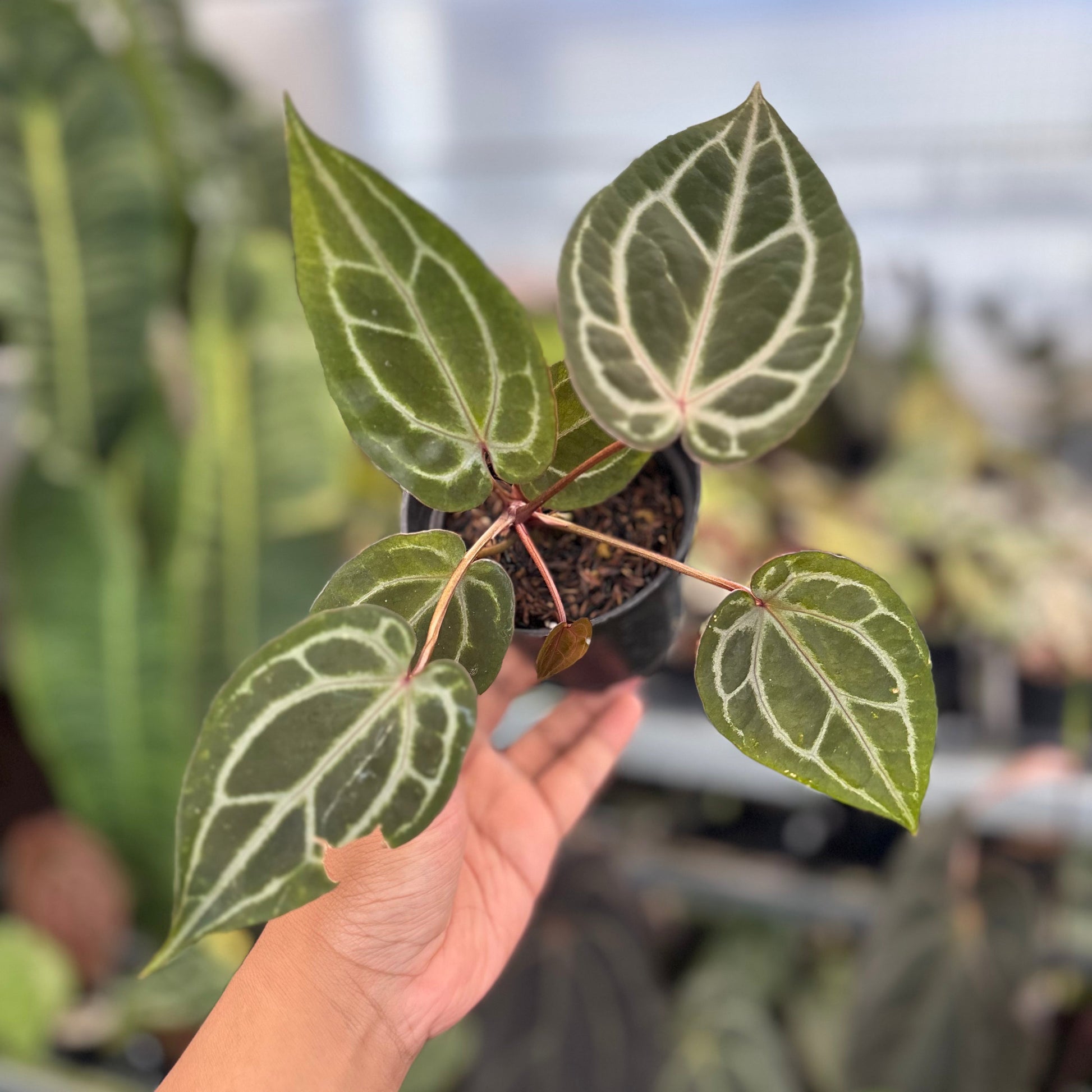 Anthurium Michelle x Michelle - Indonesian Rare Plants