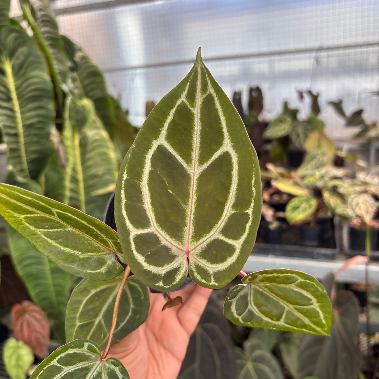 Anthurium Michelle x Michelle