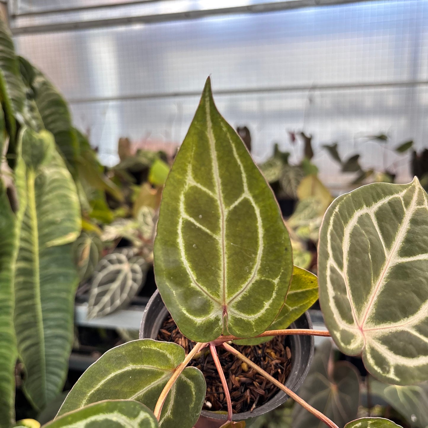 Anthurium Michelle x Michelle