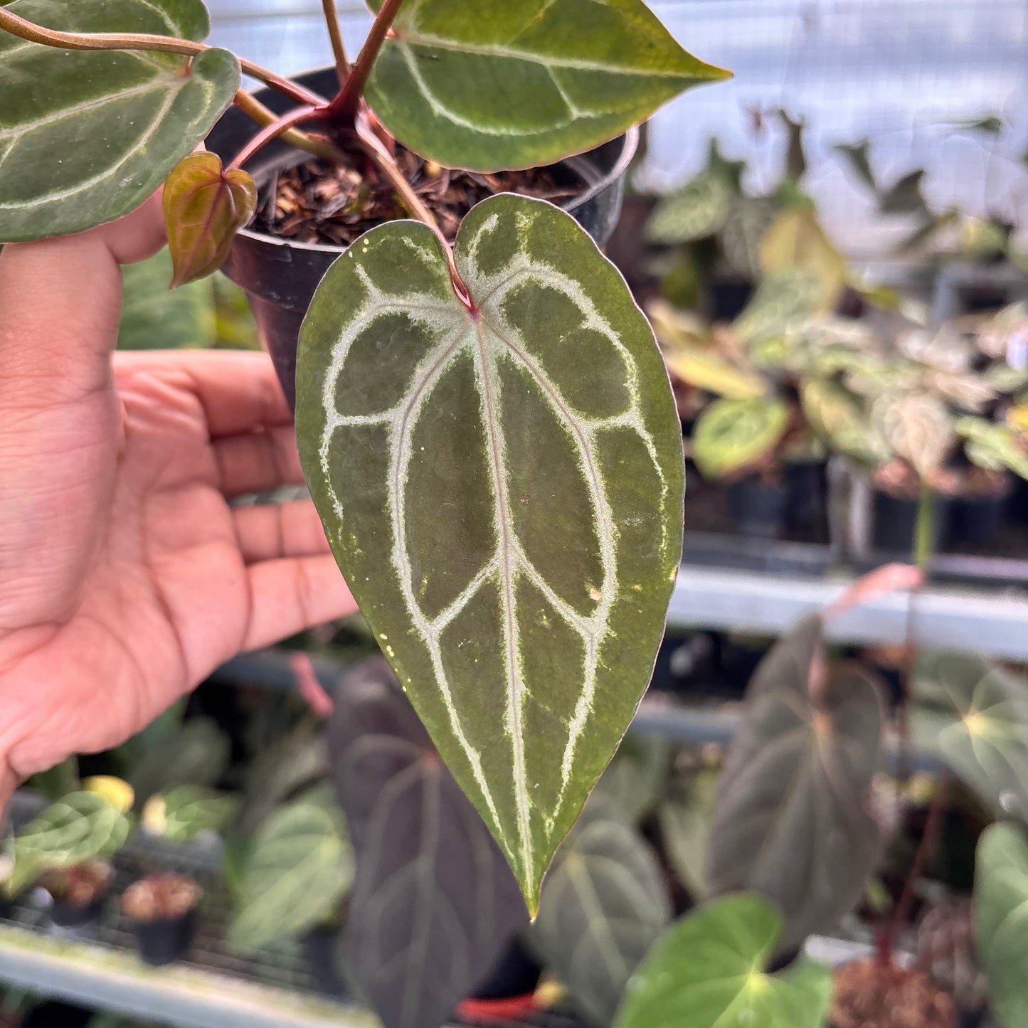 Anthurium Michelle x Michelle